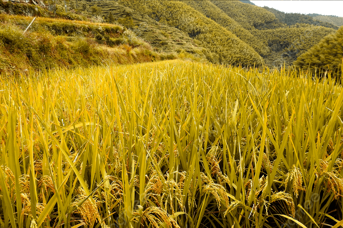 1200x800 Rice Garden Scenery, Scenery Of Rice Fields, Desktop Background, Jpg Background Image And Wallpaper for Free Download