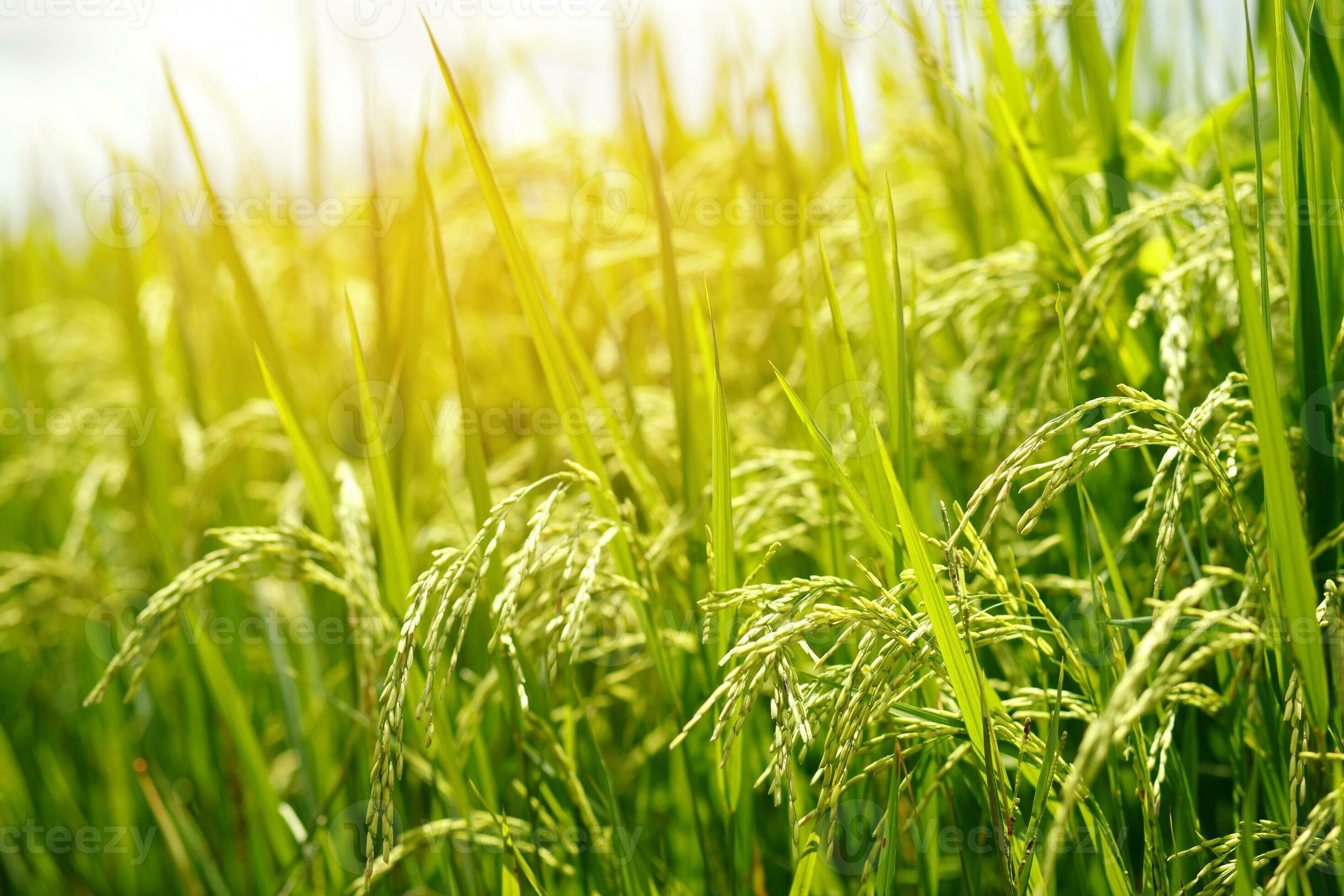 2940x1960 green rice field background close up beautiful yellow rice fields soft focus