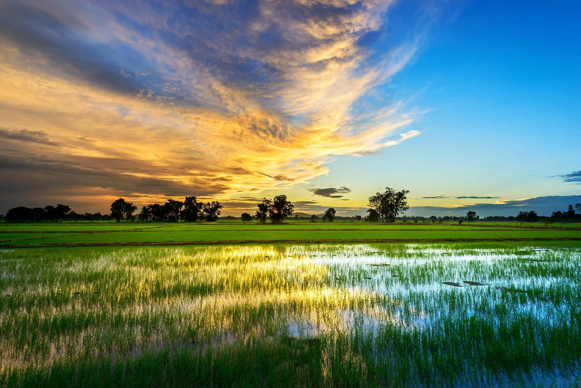 1920x1281 Download A Field Of Rice With A Beautiful Sunset