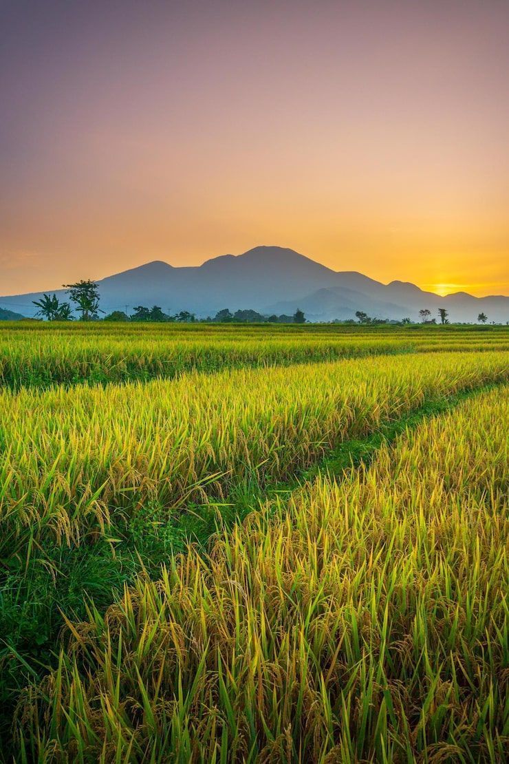 Rice Paddy Wallpapers - Top Free Rice Paddy Backgrounds - WallpaperAccess