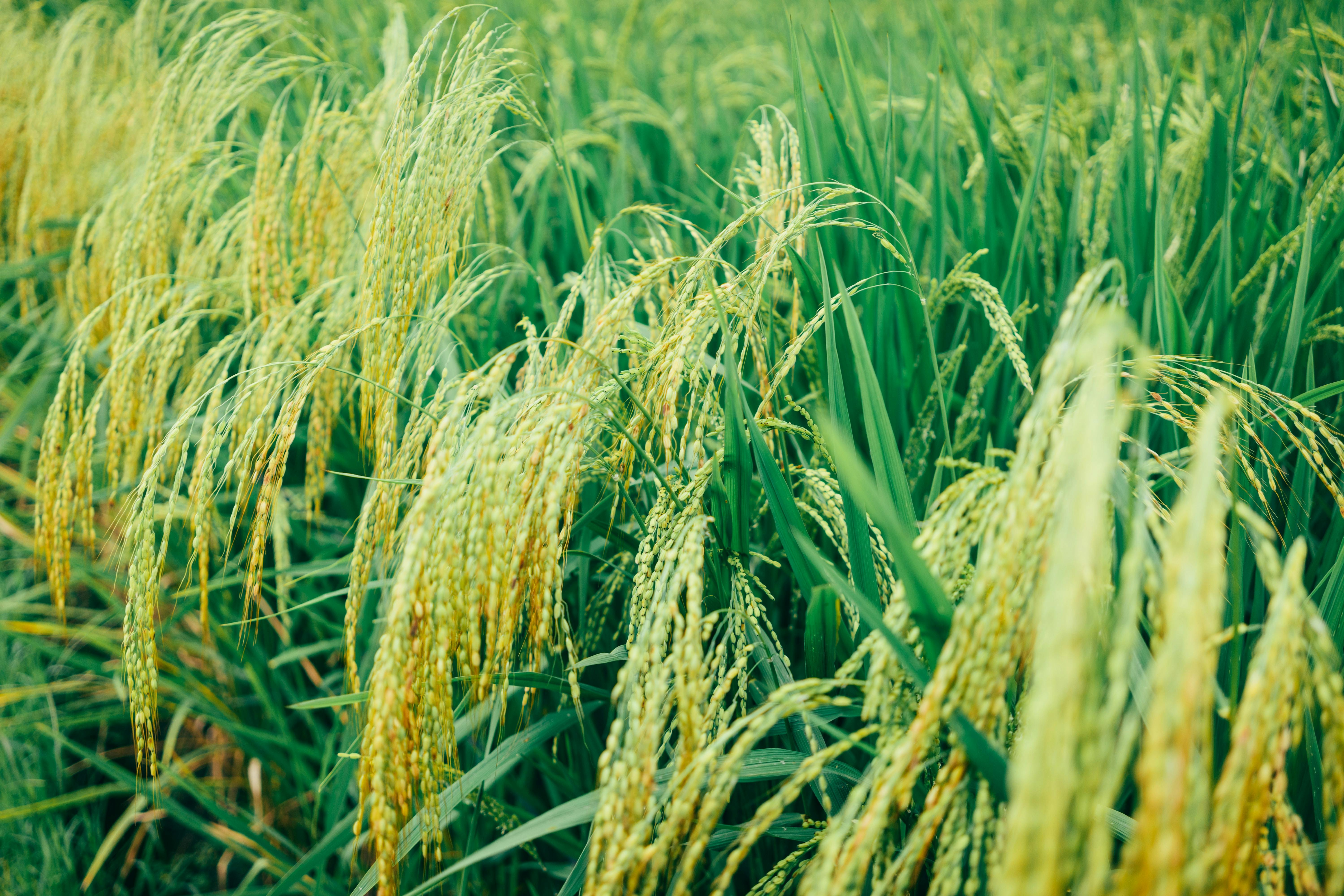 6000x4000 Rice Fields Photo, Download The BEST Free Rice Fields & HD Image