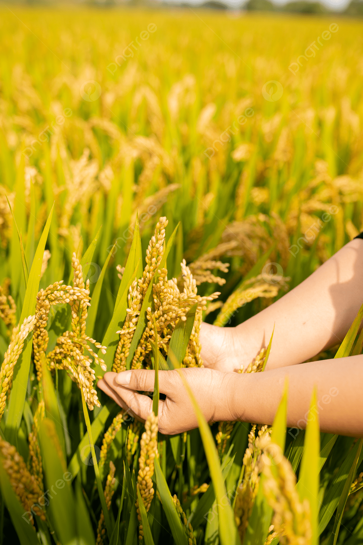 1200x1800 In The Rice Field I Hold The Harvest Rice In My Hand Background Wallpaper Image For Free Download