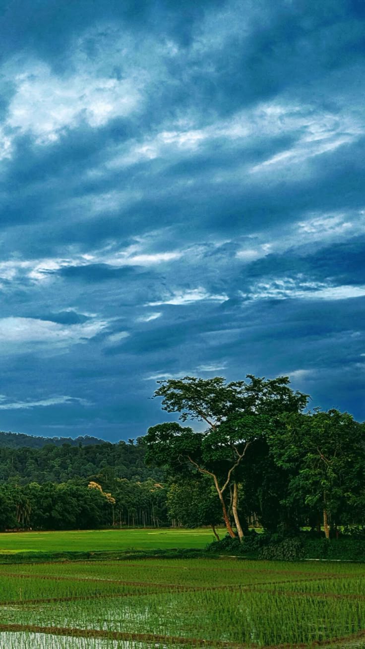 736x1309 Rice Field Rainy Day Dark Clouds