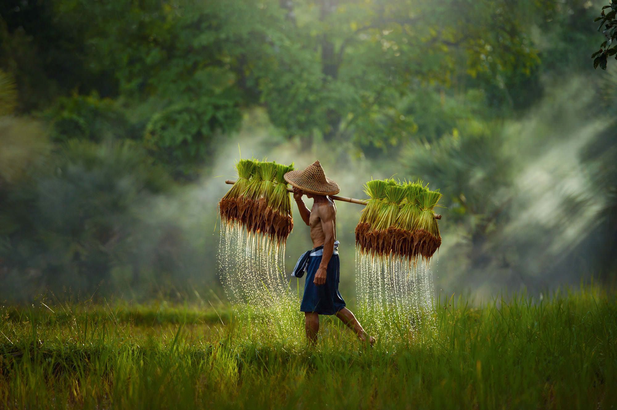 2000x1331 Rice Farmer at Thailand (2000x1331)