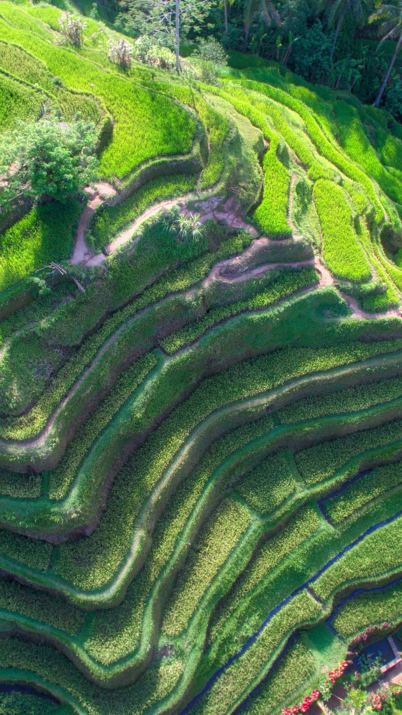 800x1422 HD green field terrace wallpaper