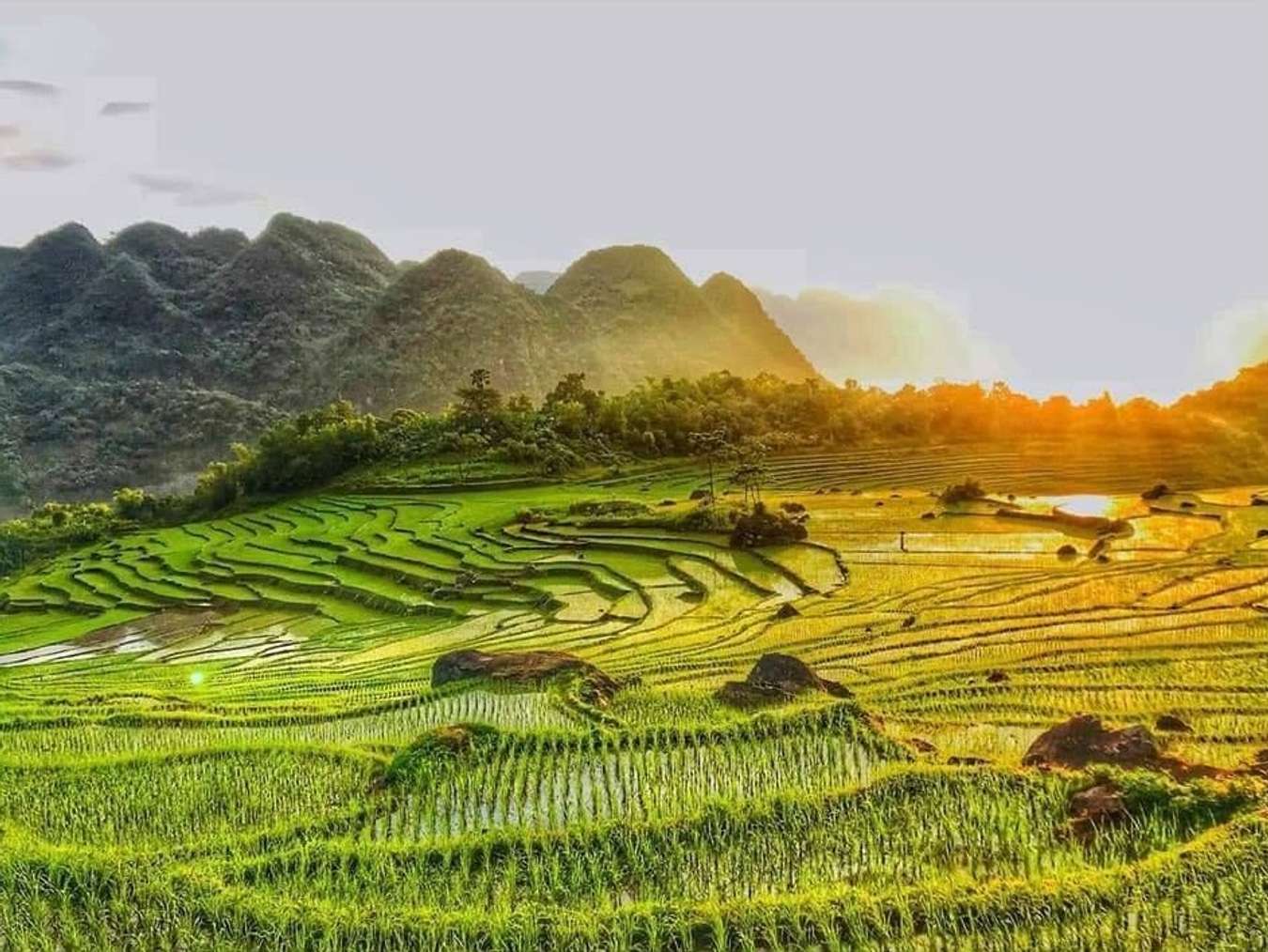 1350x1014 Vietnam Rice Paddies Field: A Timeless Landscape Of Beauty And Culture