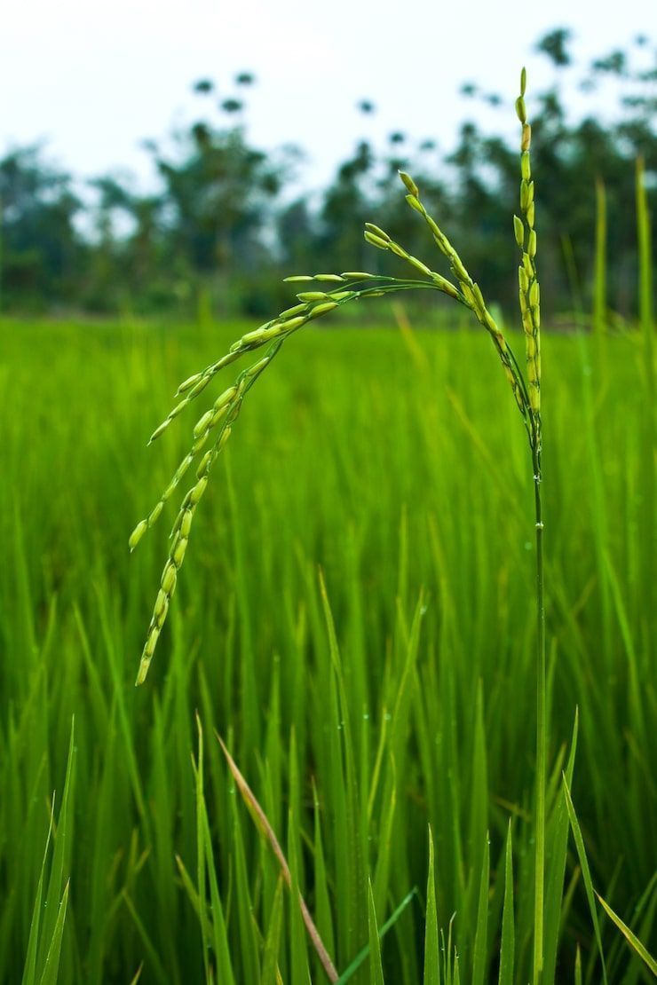 740x1110 Rice field paddy Image