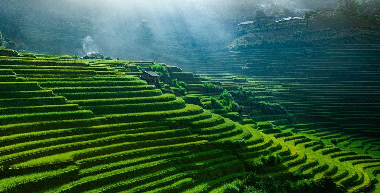 1280x650 Rice Fields Paddies