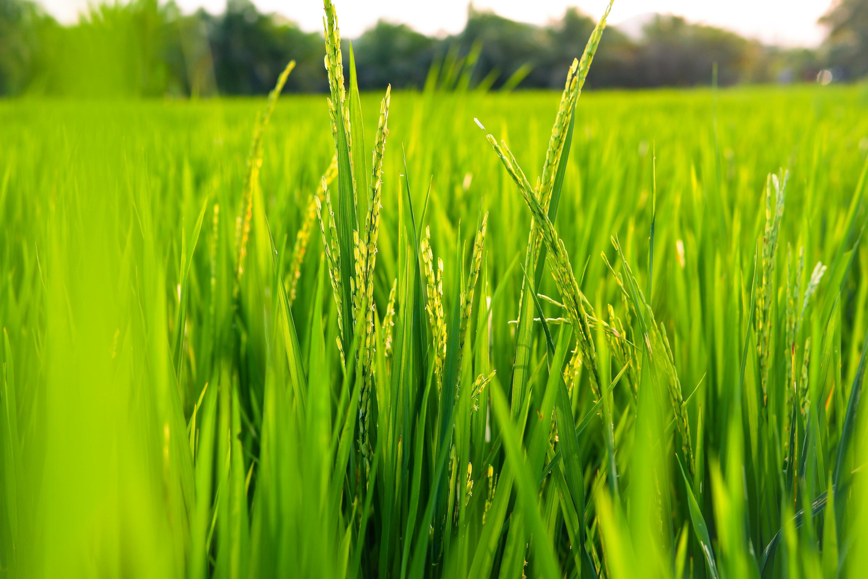 2940x1960 close up rice plants in rice fields with blur background