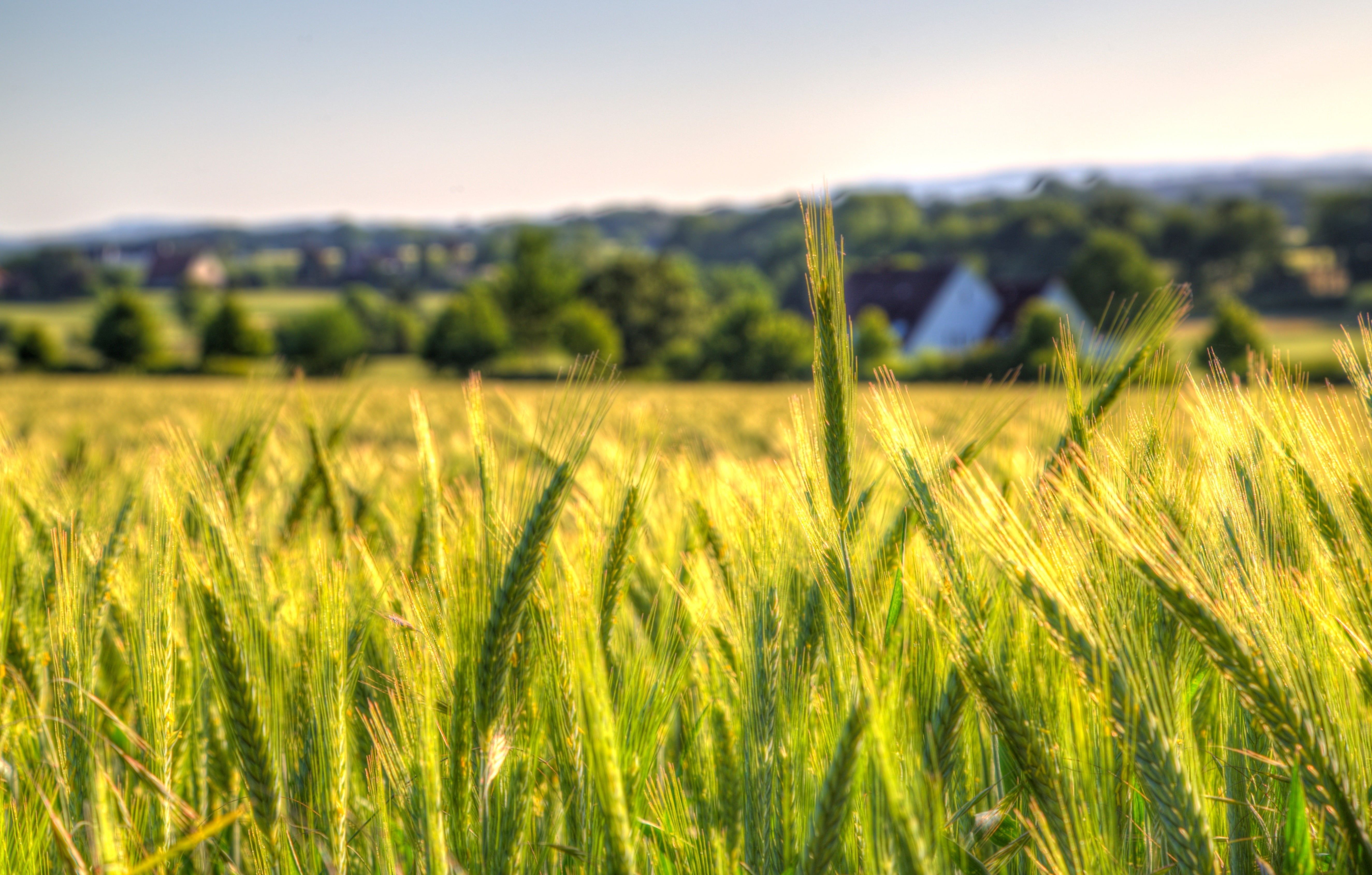 5299x3379 Rice Farm Wallpaper