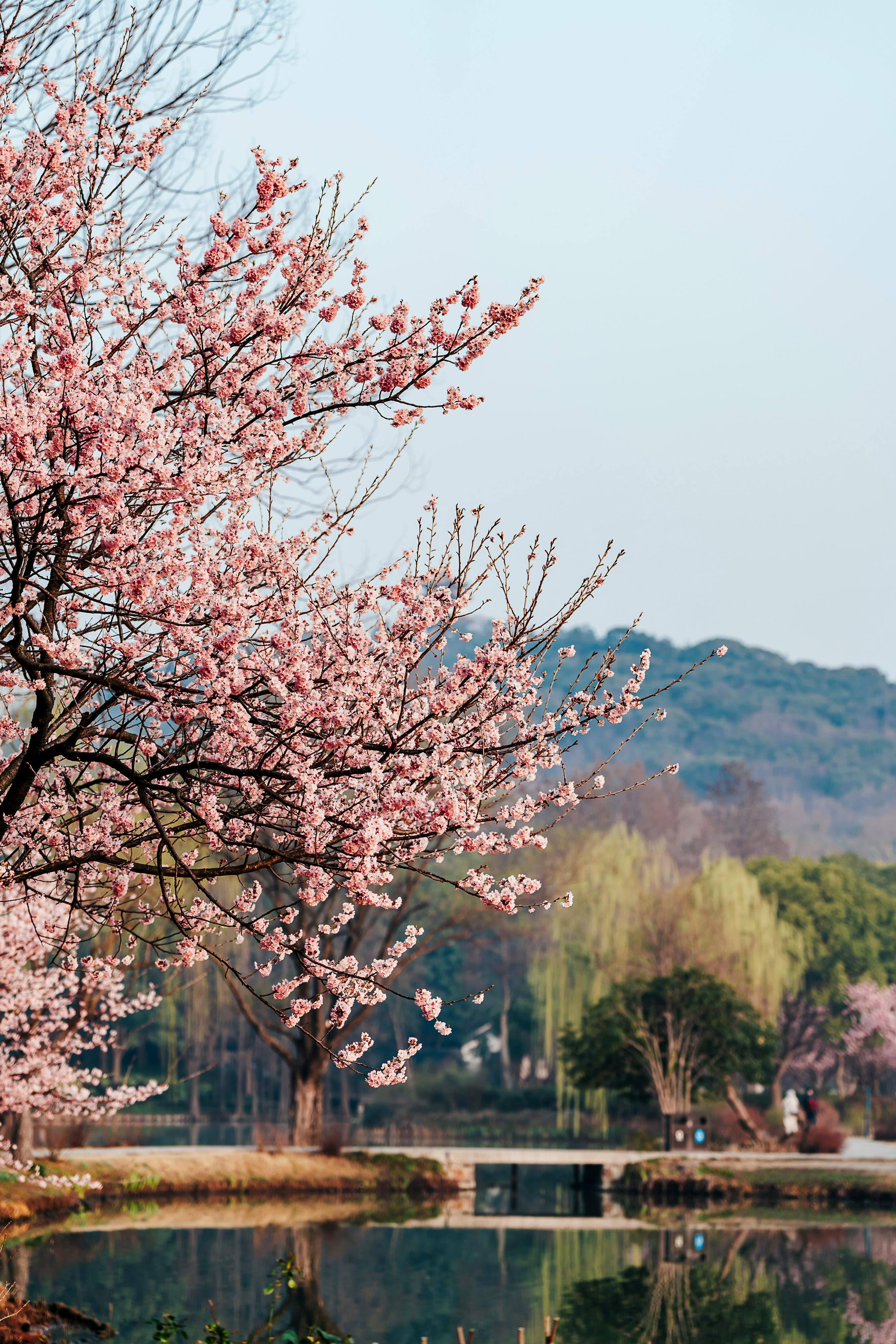 2668x4000 Serene Cherry Blossom by a Peaceful Lake · Free