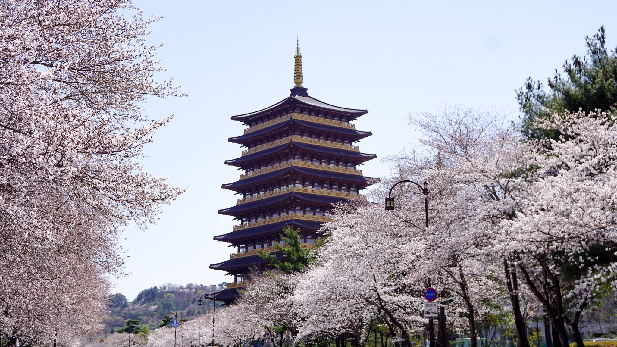 2048x1152 The Best Spots to See Cherry Blossoms in Gyeongju, Korea