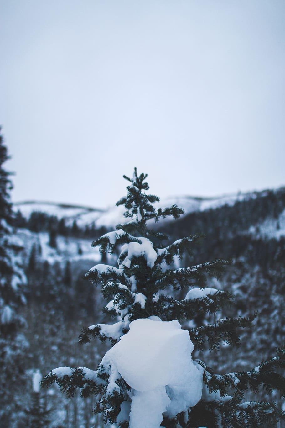 910x1365 HD wallpaper: tree with snow photography, vsco, instagood
