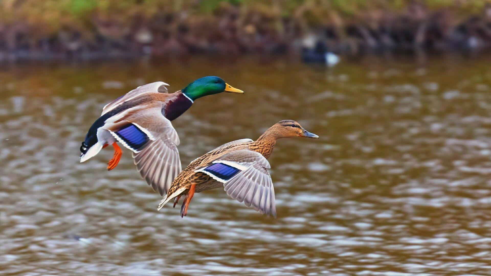 Best 500 Mallard Duck Pictures  Download Free Images on Unsplash