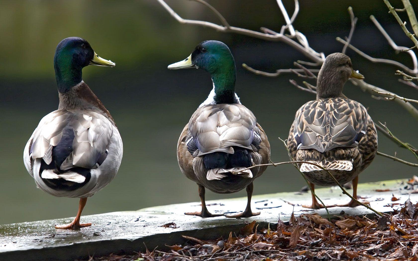 1680x1050 Free download Three Mallard Ducks Bird Wallpaper [1680x1050]