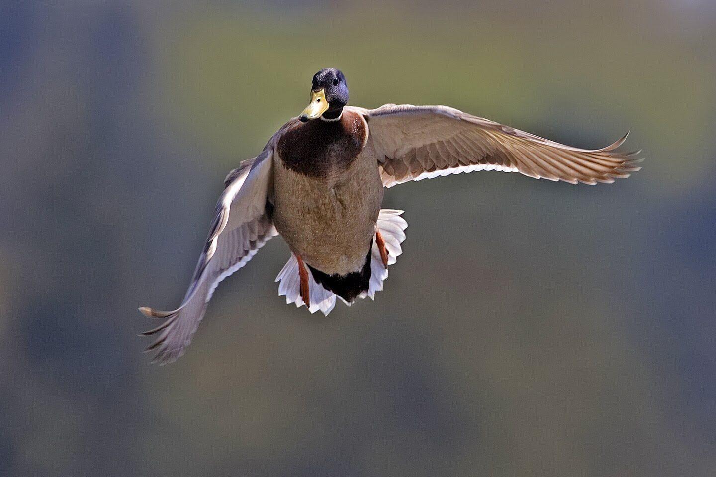 1440x960 mallard drake in flight. Duck picture, Duck photo, Mallard