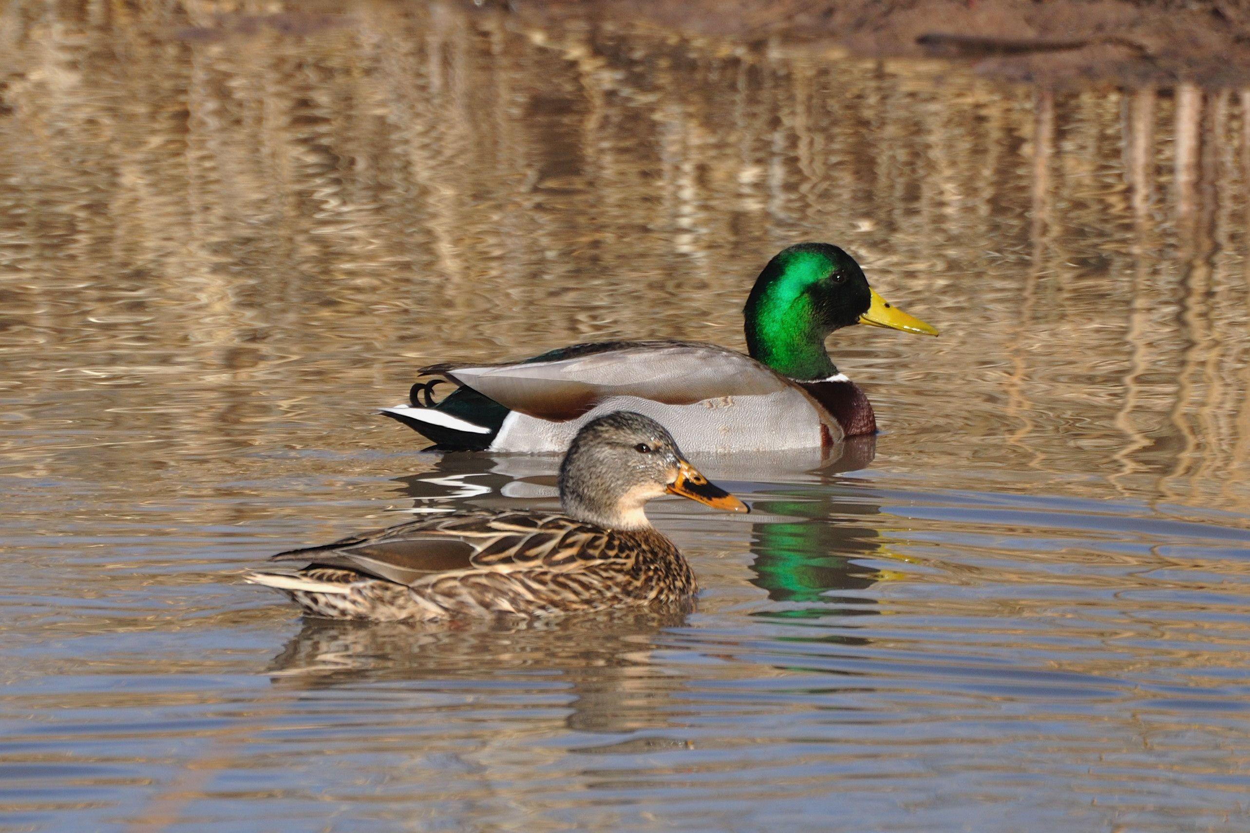 2566x1711 Download Mallard Duck Wallpaper, HD Background Download