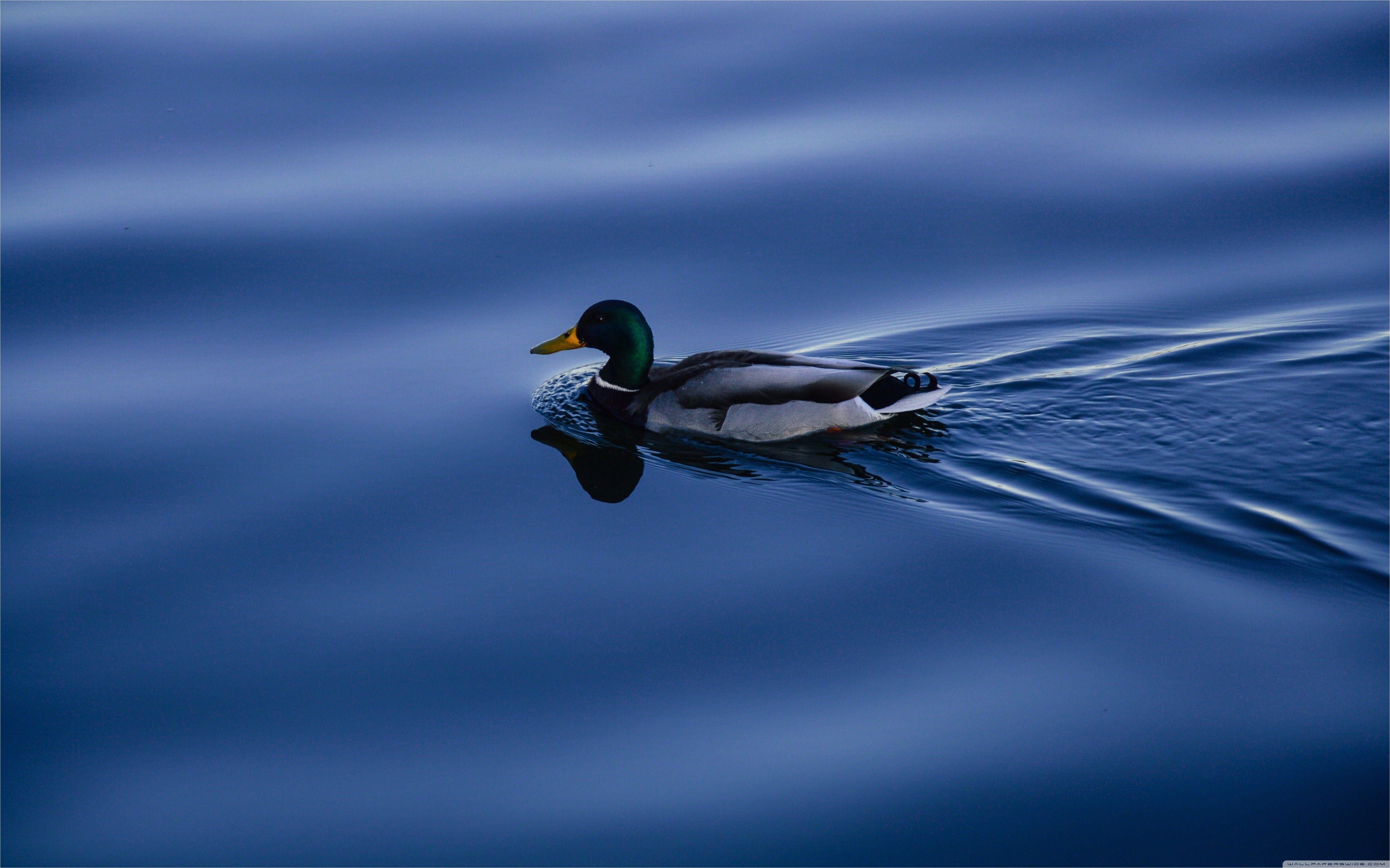 5122x3202 Mallard Duck