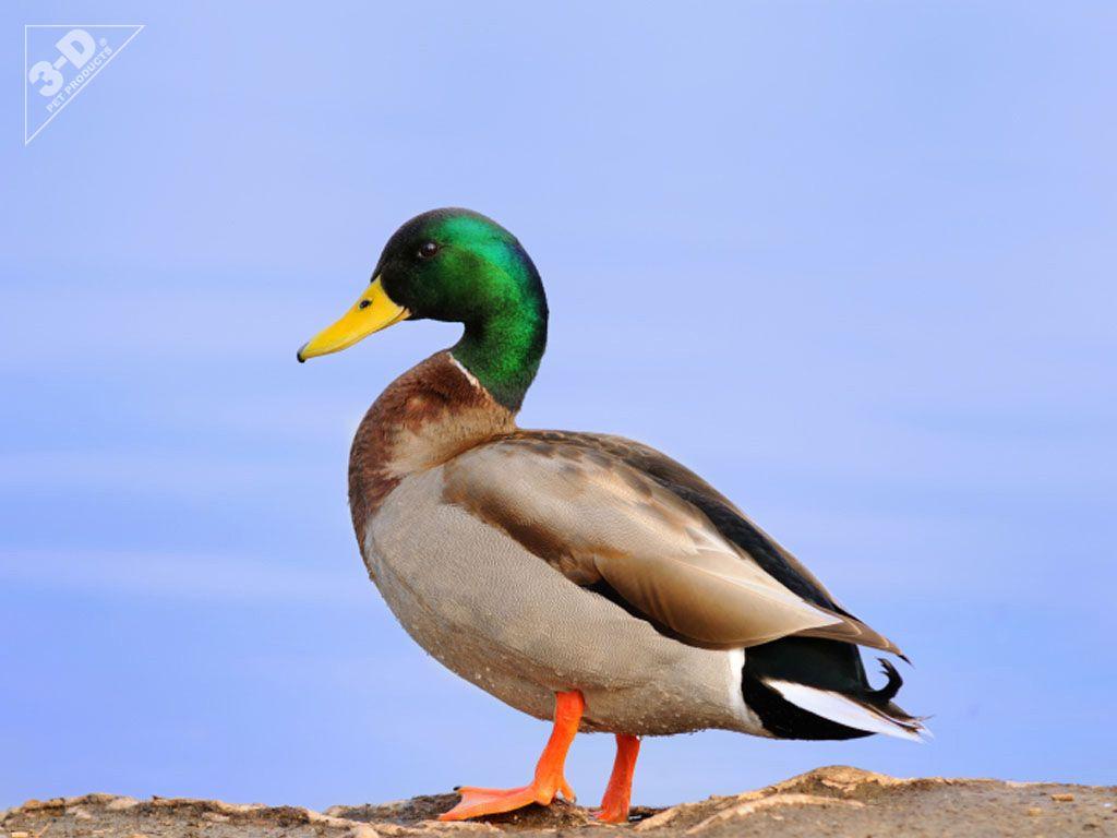 1024x768 Mallard Duck wallpaperx768