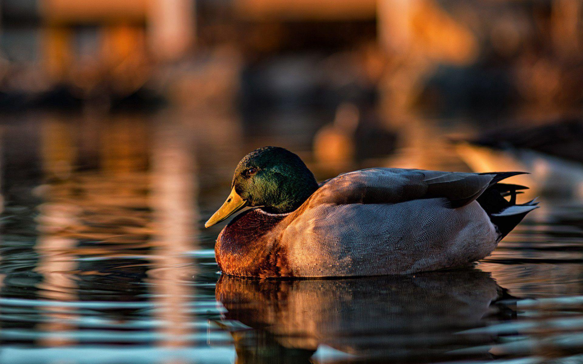 1920x1200 Mallard Wallpaper