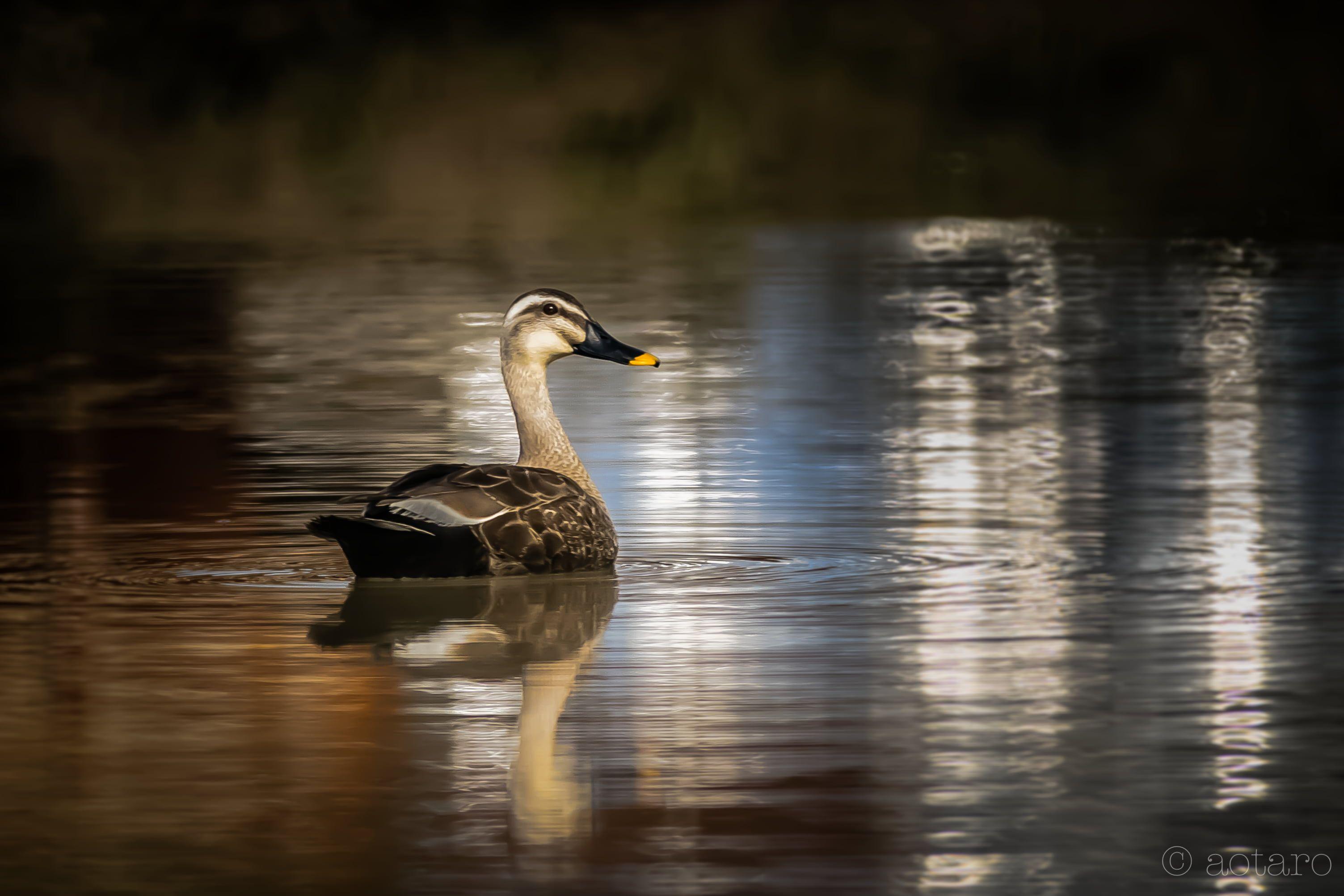 3007x2005 Mallard duck swimming on body of water HD wallpaper
