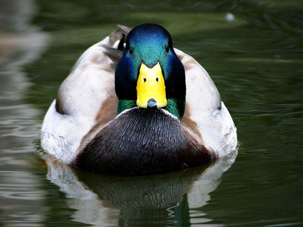 1024x768 Mallard Duck Close Up Front Wallpaper 1024×768