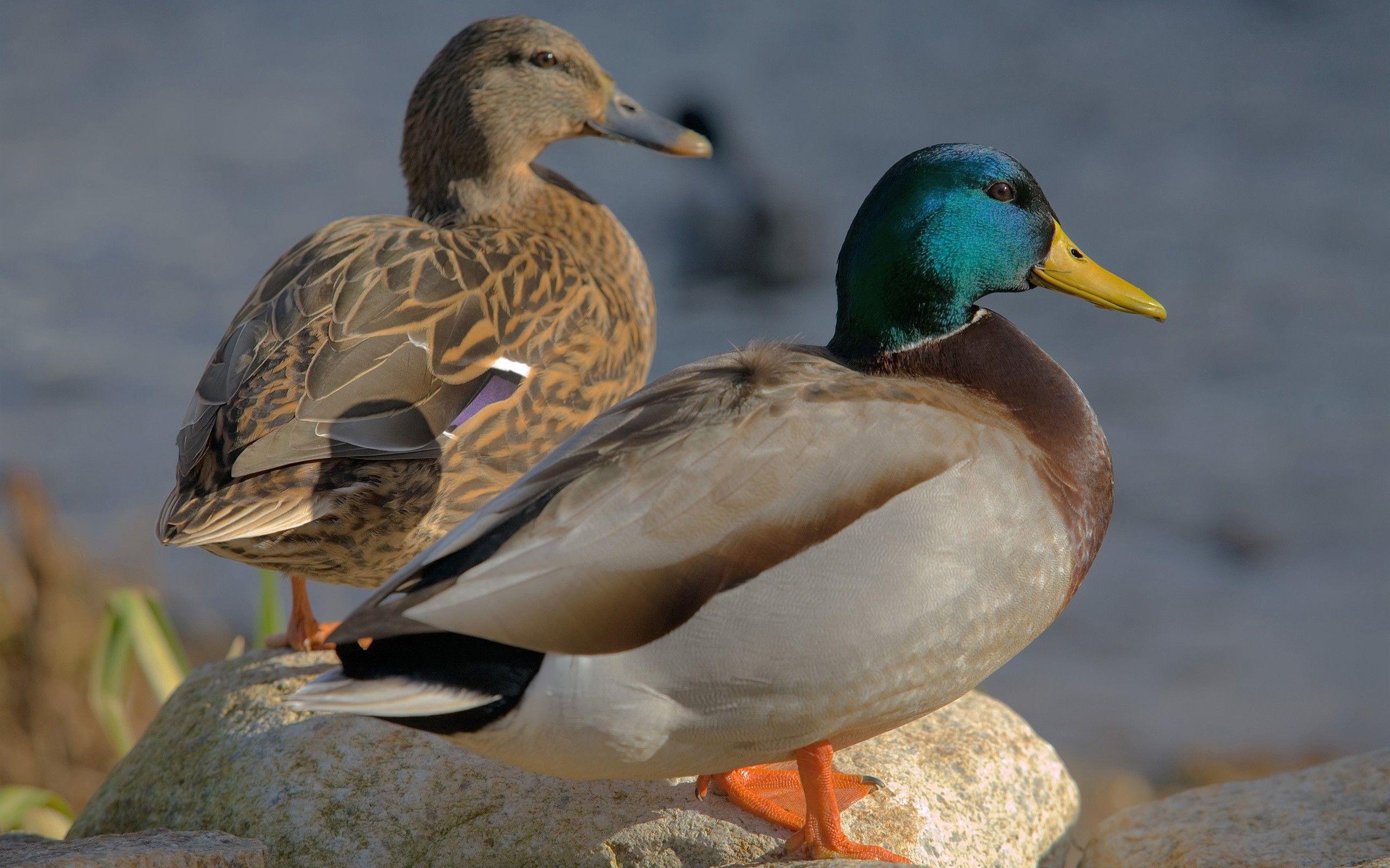 2560x1600 Mallard Ducks wallpaperx1600