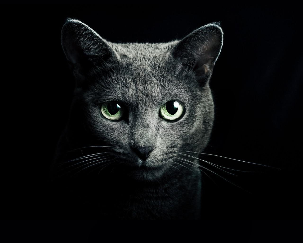 Russian Blue Wallpapers Top Free Russian Blue Backgrounds Wallpaperaccess