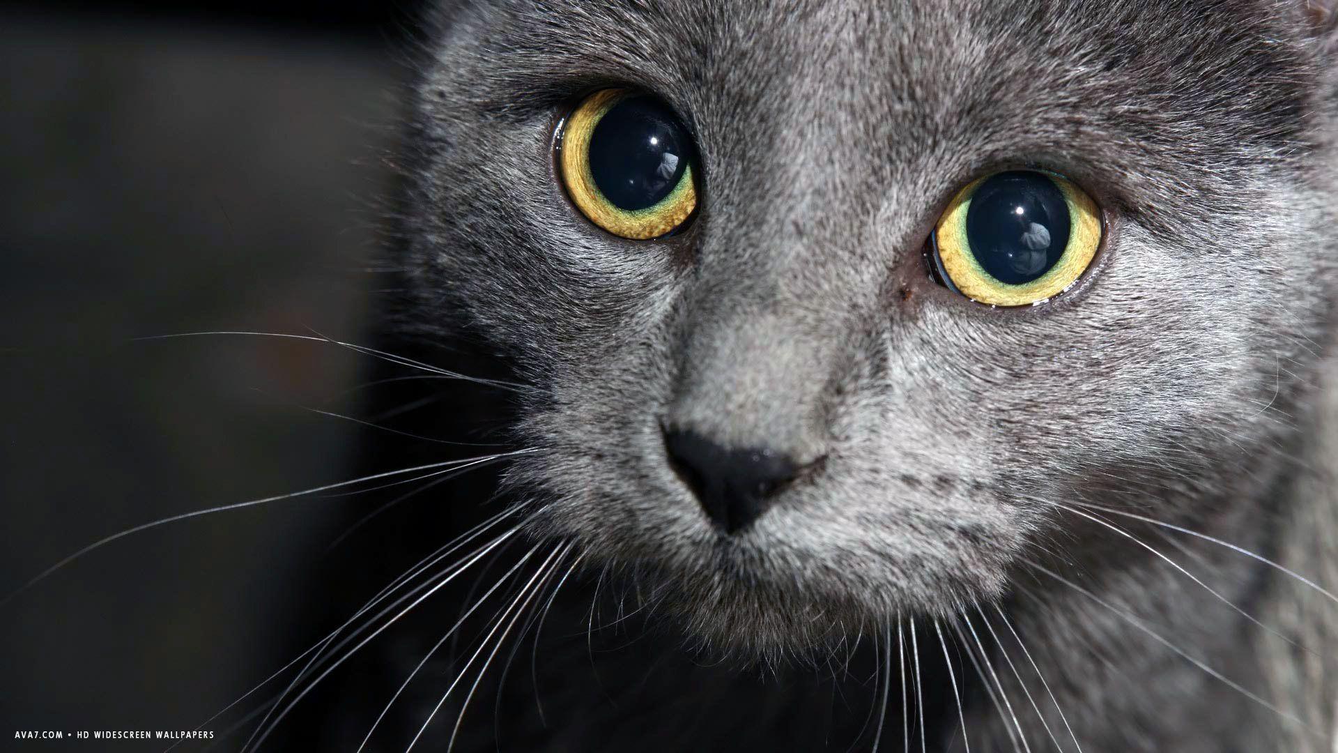 1920x1080 russian blue royal look wallpaper. russian blue cat HD widescreen