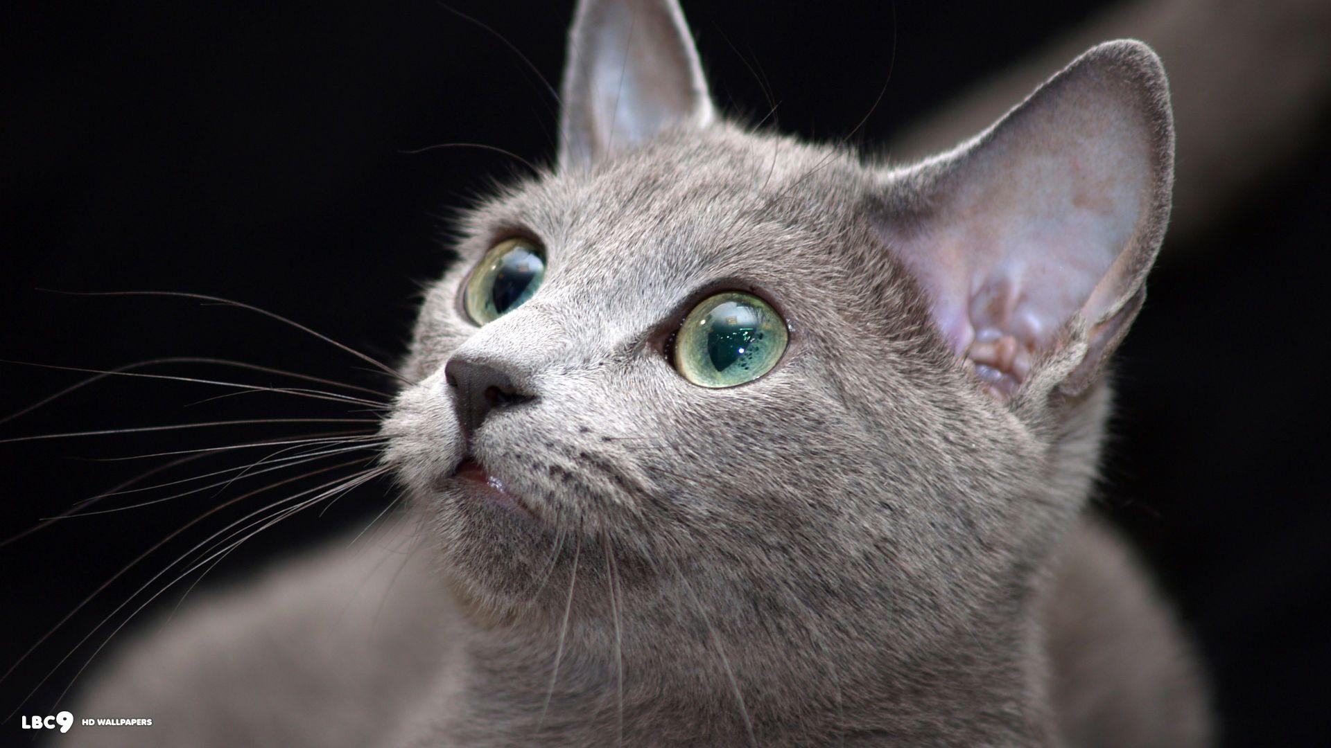 Russian Blue Wallpapers - Top Free Russian Blue Backgrounds ...