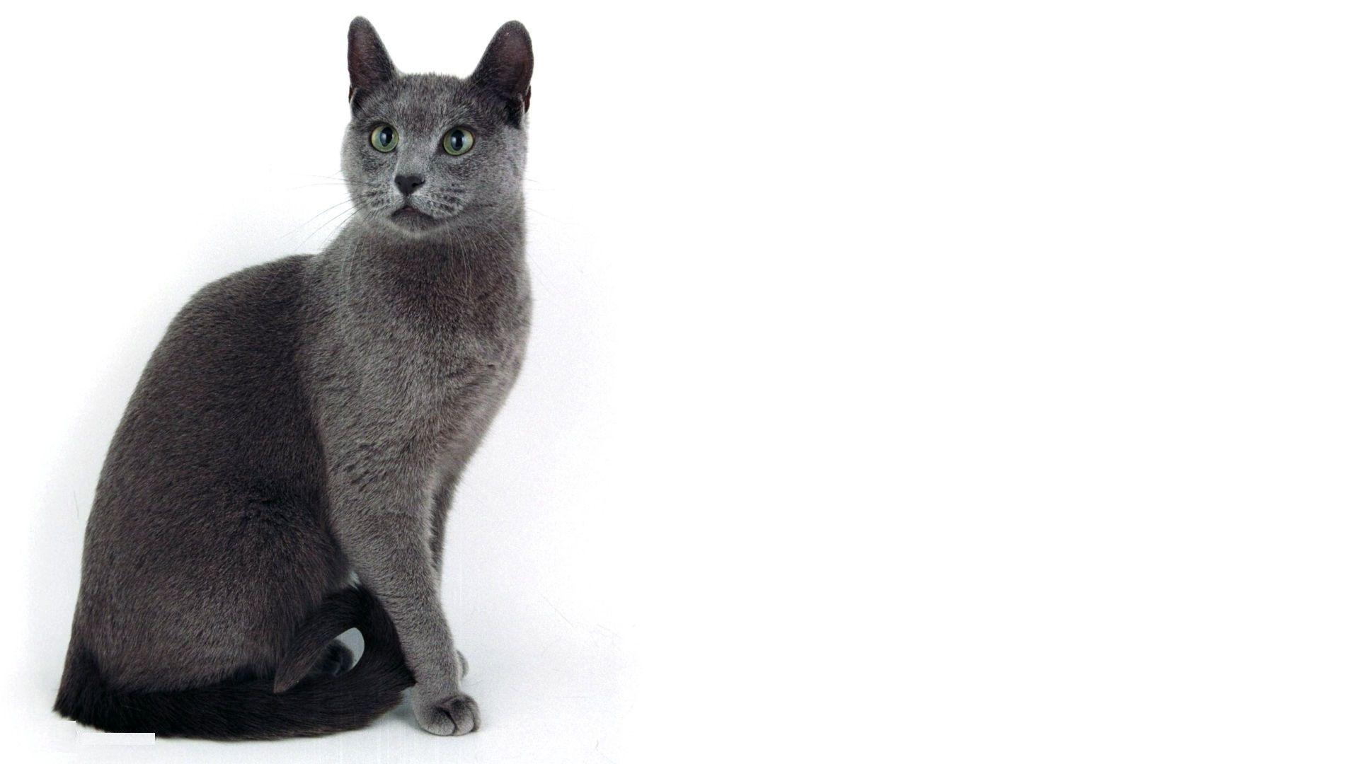 1920x1080 Russian Blue Cat Wallpaper