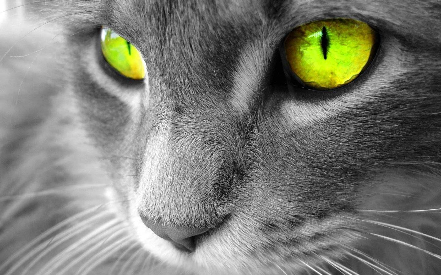 1440x900 Russian Blue Wallpaper. CATS. Russian blue