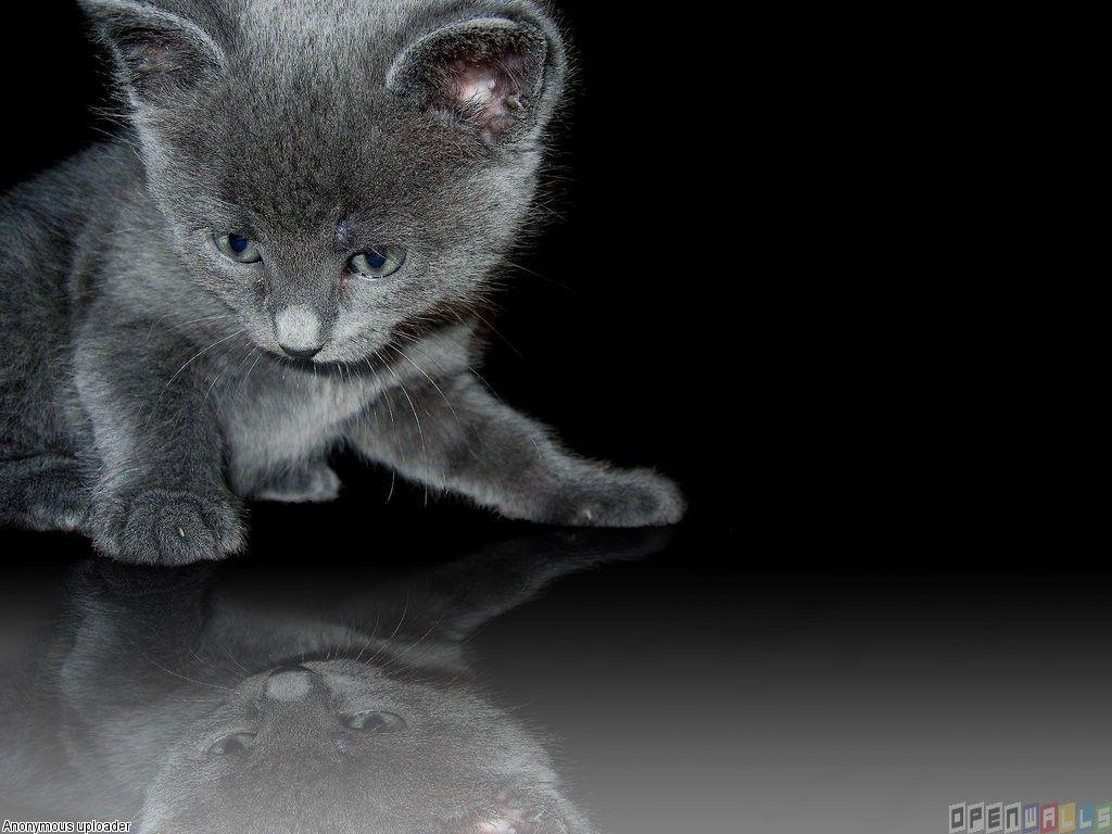 1024x768 Russian blue kitten wallpaper