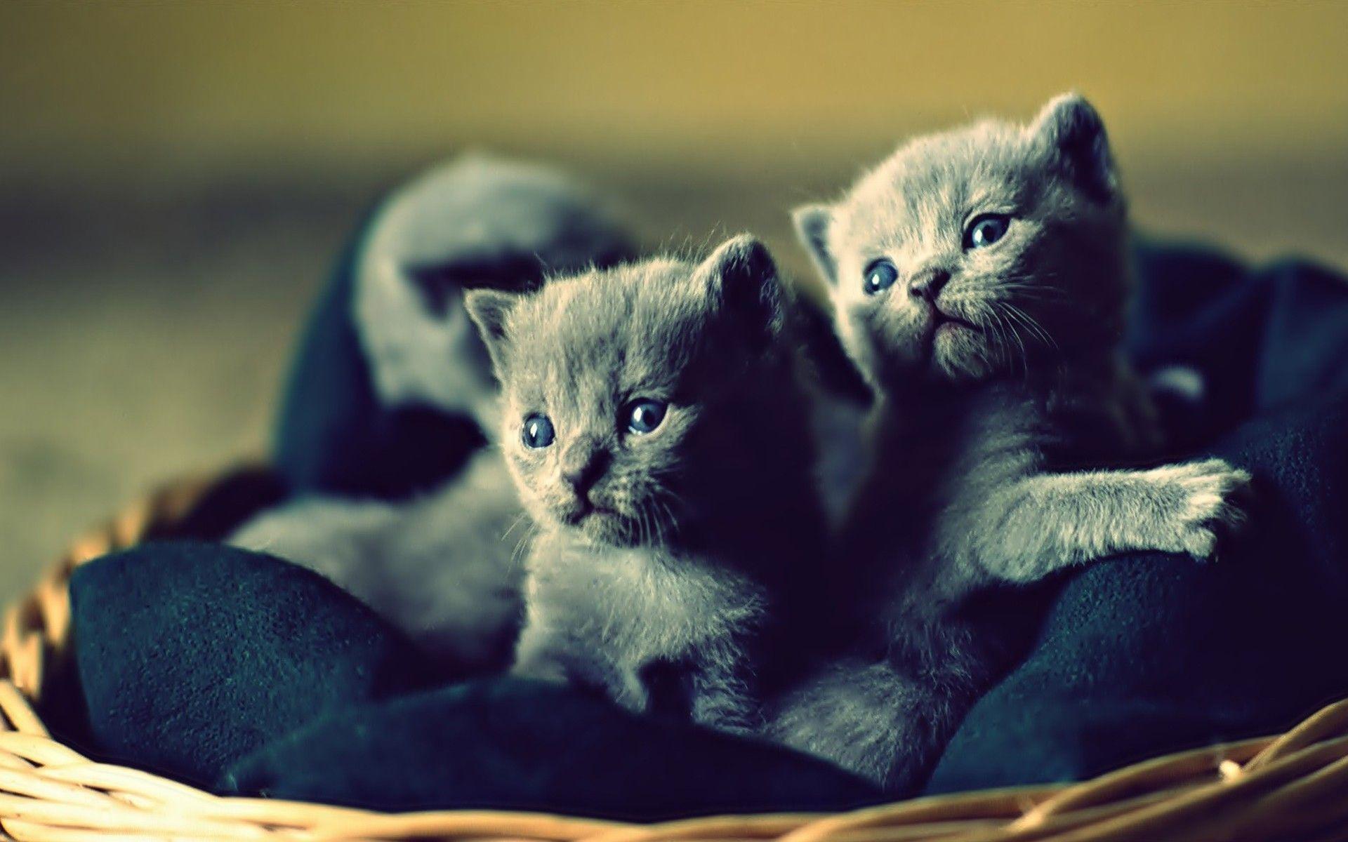 1920x1200 Lovable Blue Russian Kittens desktop PC and Mac wallpaper