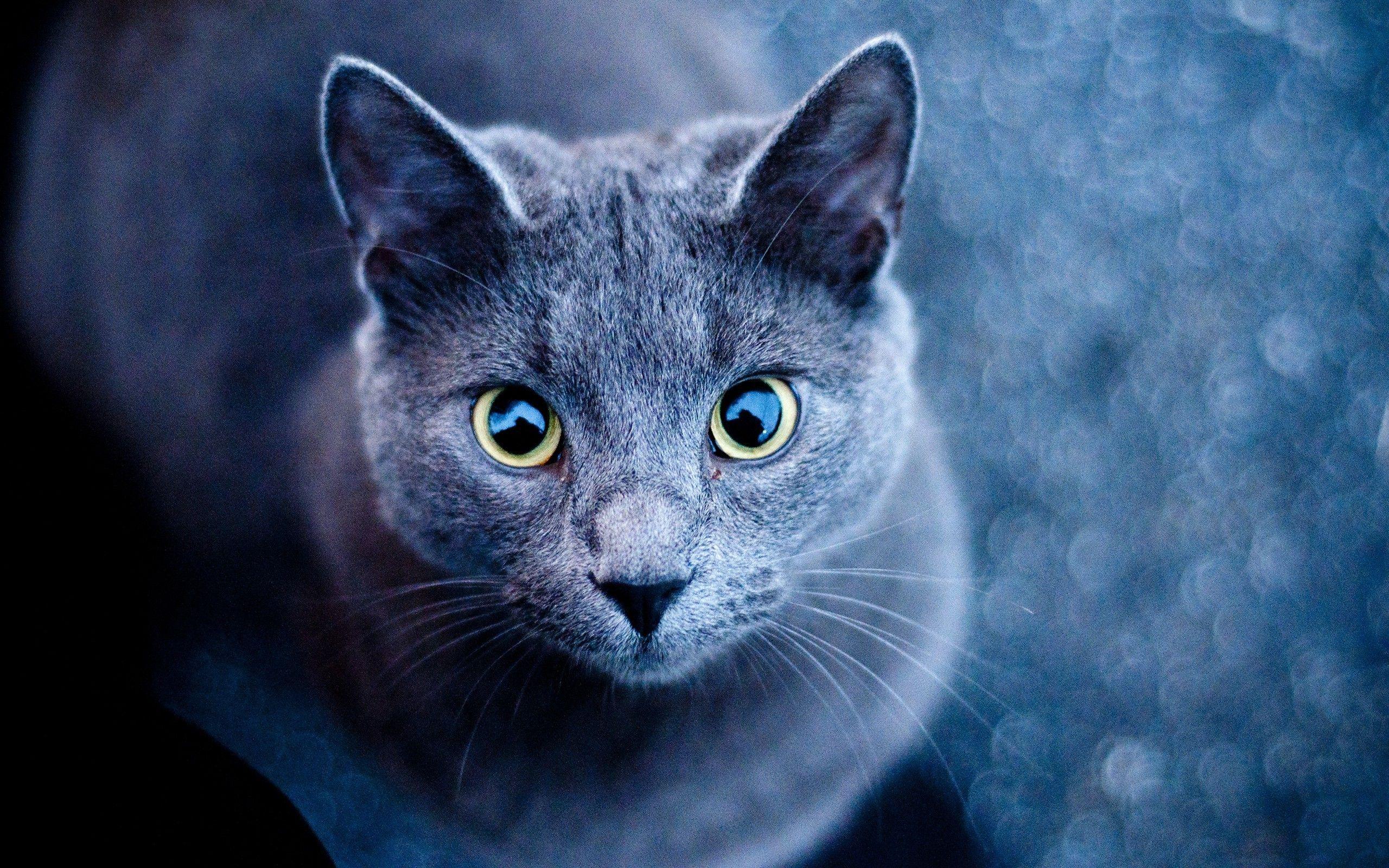2560x1600 animals cat russian blue wallpaper and background