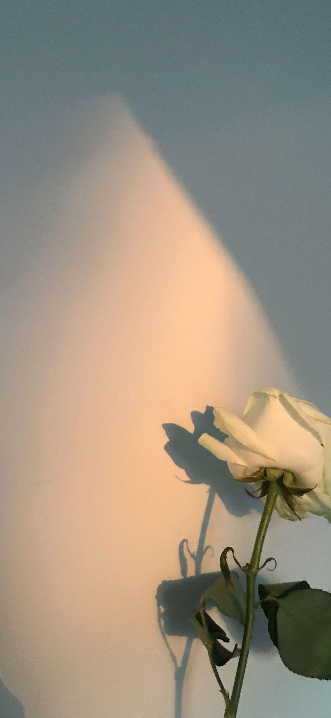 1125x2436 Free download aesthetic soft gold golden hour rose sun photography