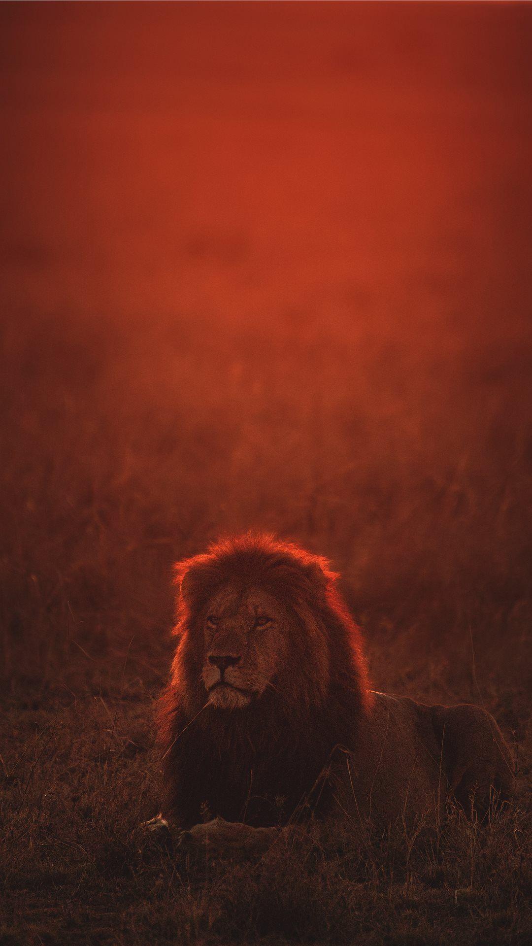 1080x1920 Latest iPhone 8 Wallpaper Free HD