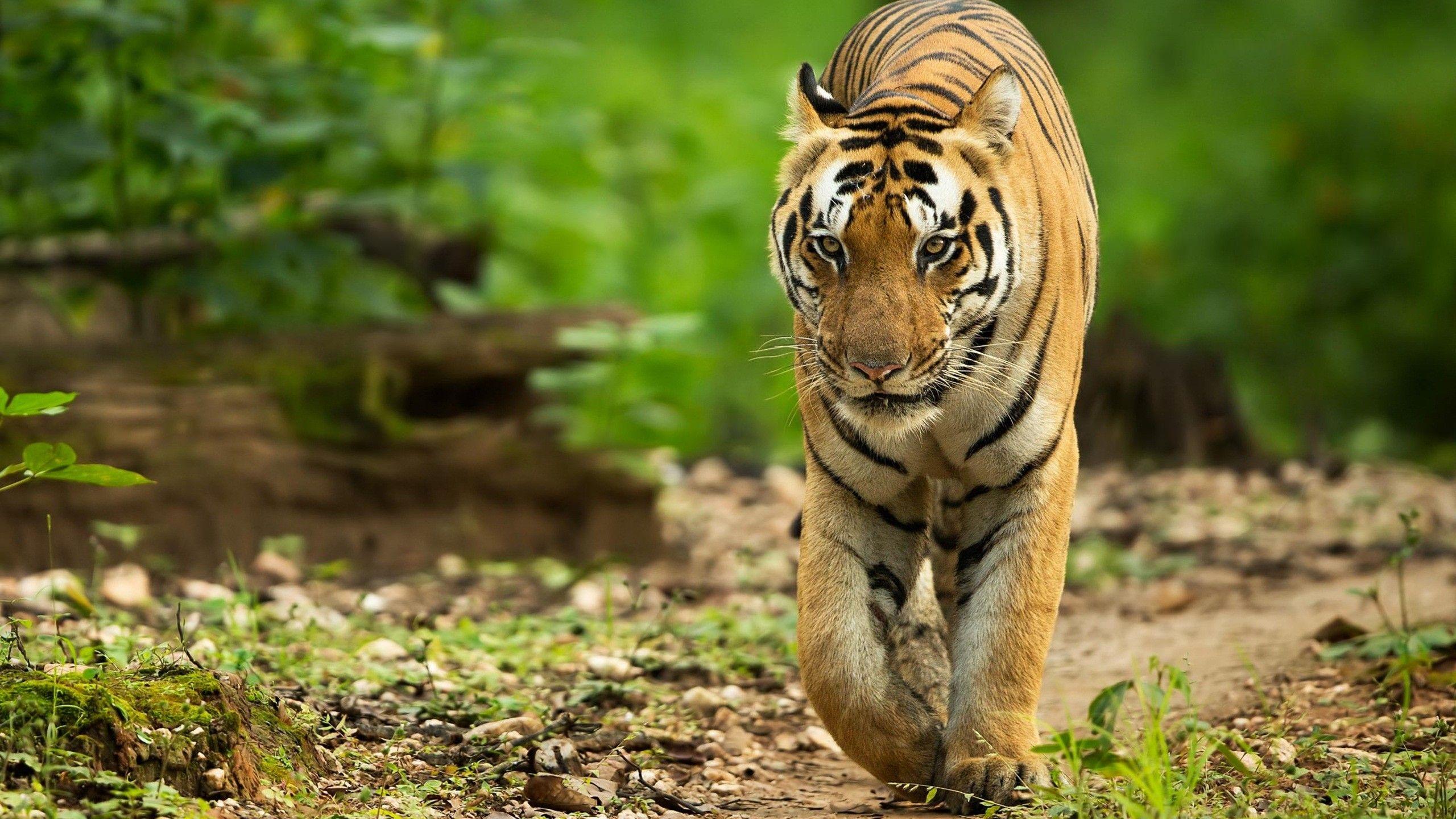 2560x1440 Tiger Walking HD Desktop Wallpaper 44809