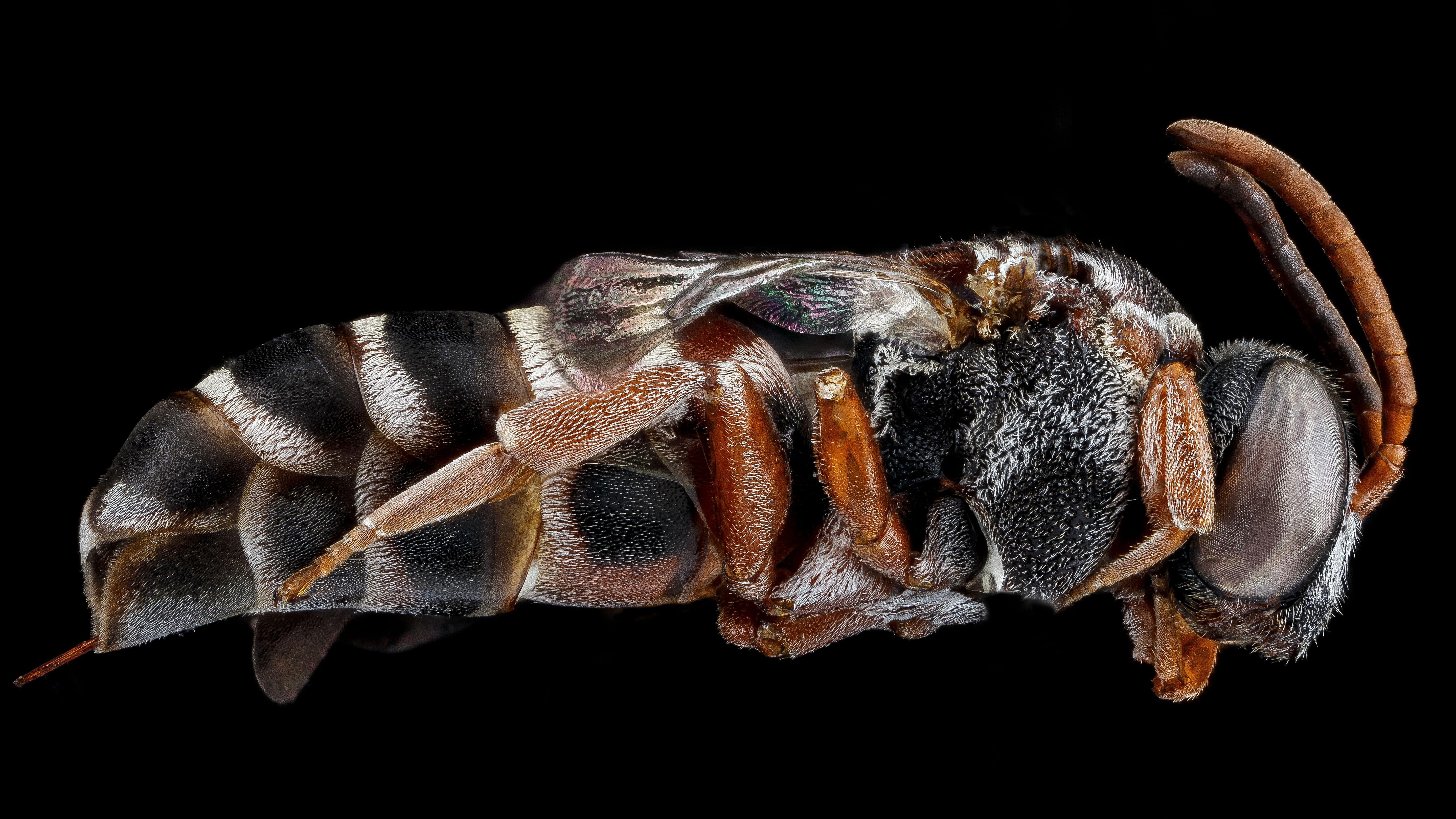 5760x3240 Insect 5k Retina Ultra HD Wallpaper. Background Imagex3240