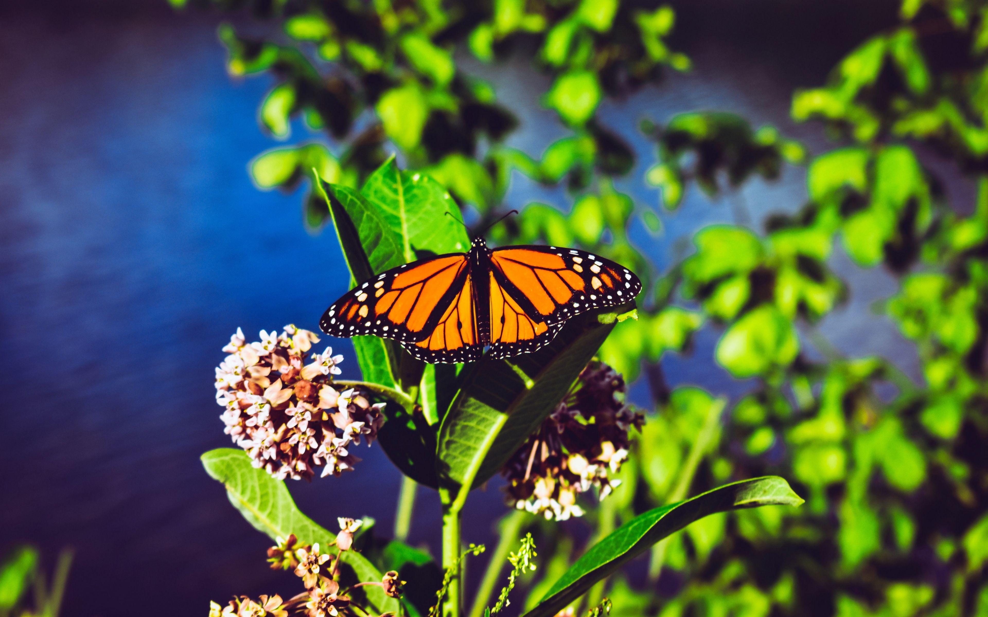 Butterfly 4K HD Wallpapers - Top Free Butterfly 4K HD Backgrounds ...