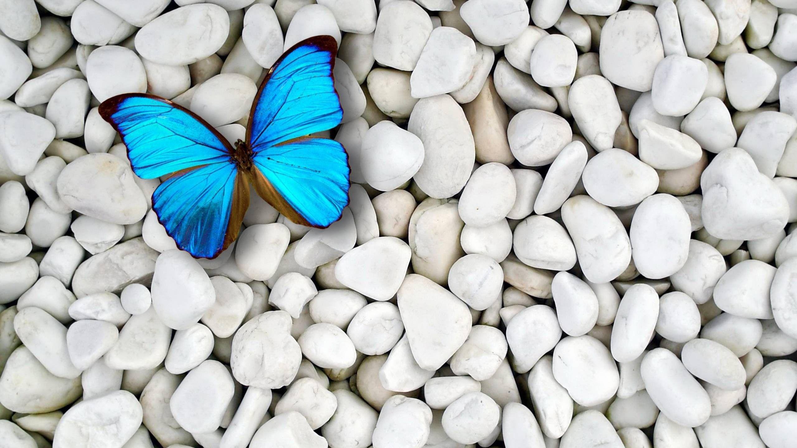 2560x1440 Blue Butterfly HD Wallpaper
