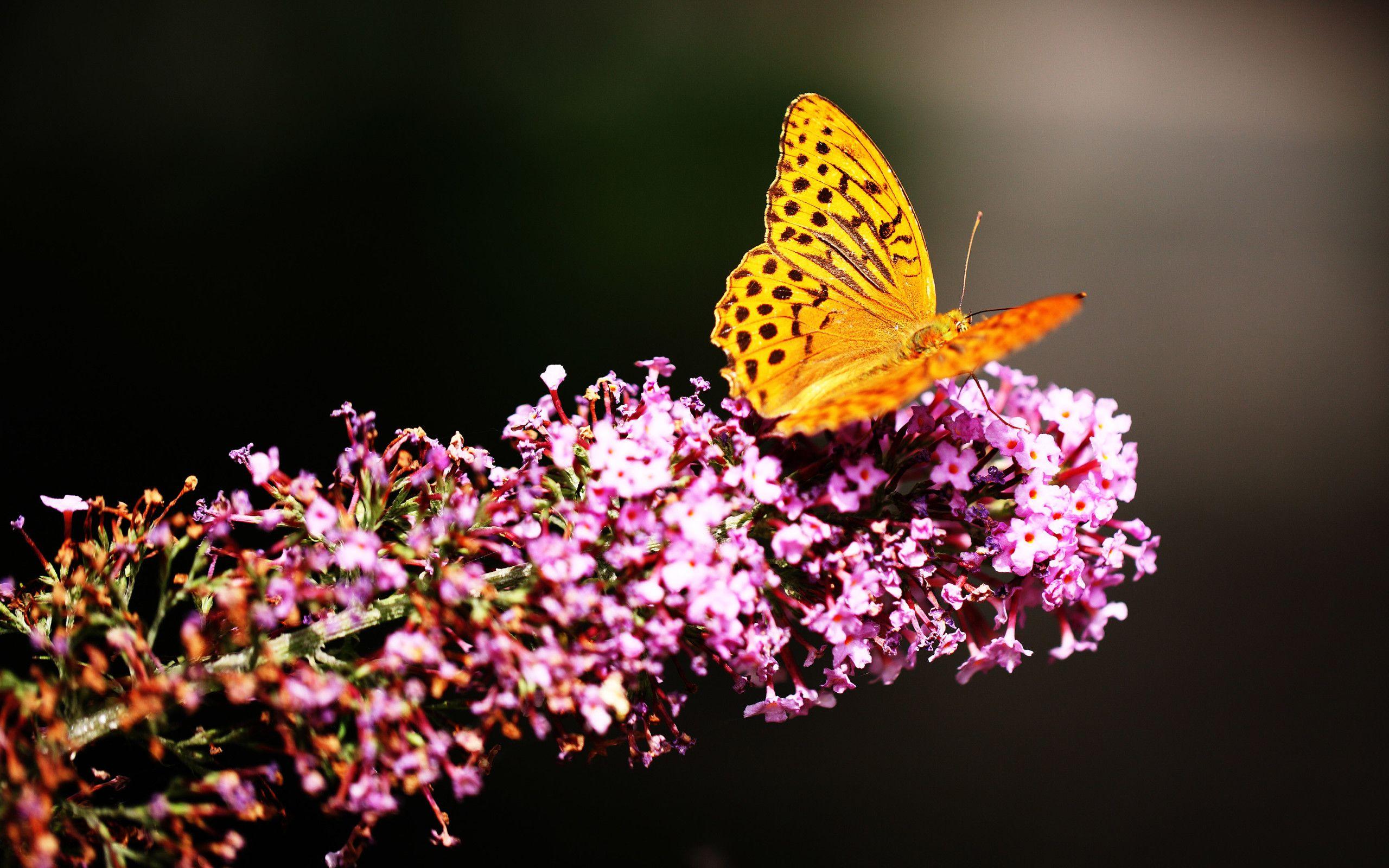 2560x1600 Beautiful Butterfly 4k 2560x1600 Resolution HD 4k