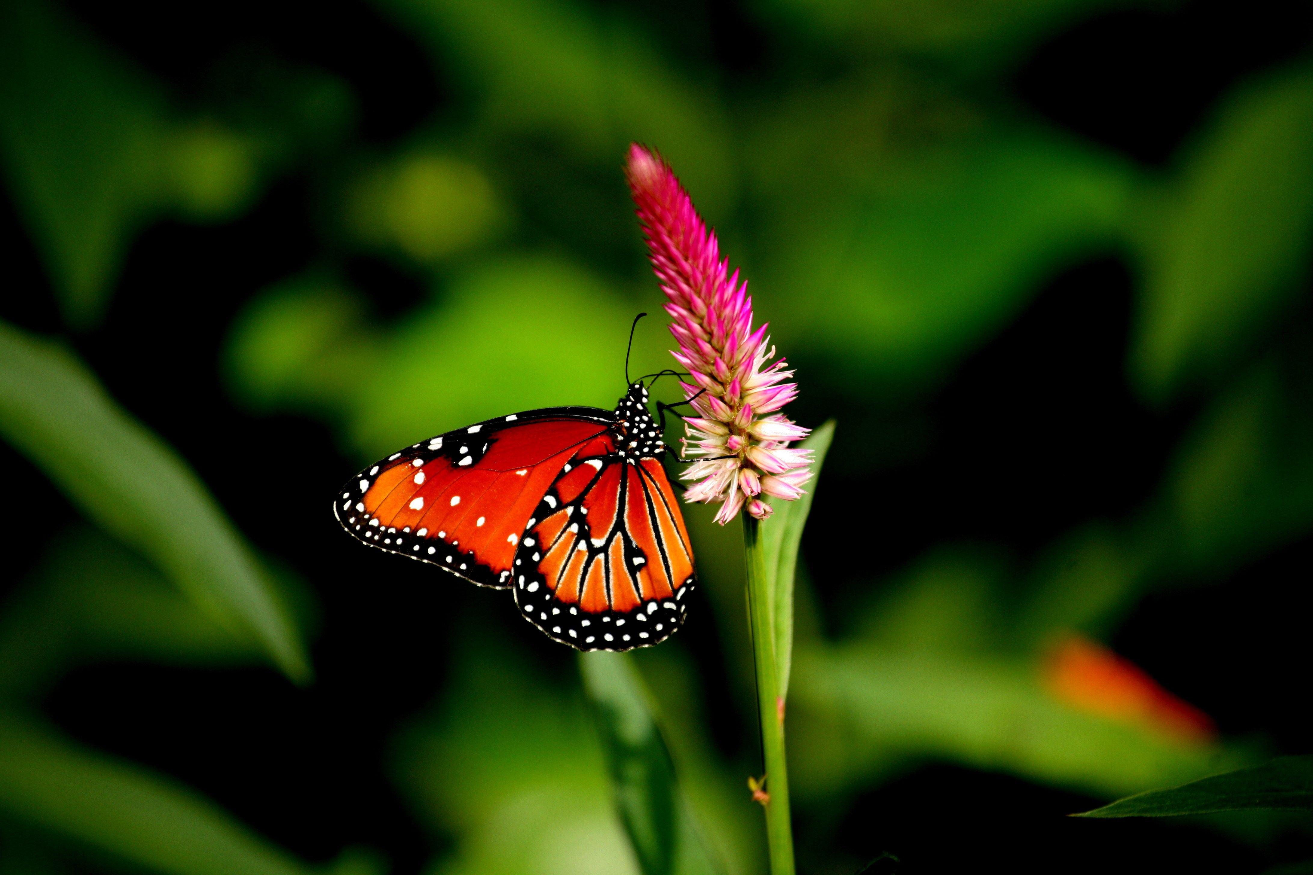 4368x2912 Red Butterfly Wallpaper High Quality Resolution Wallpaper HD