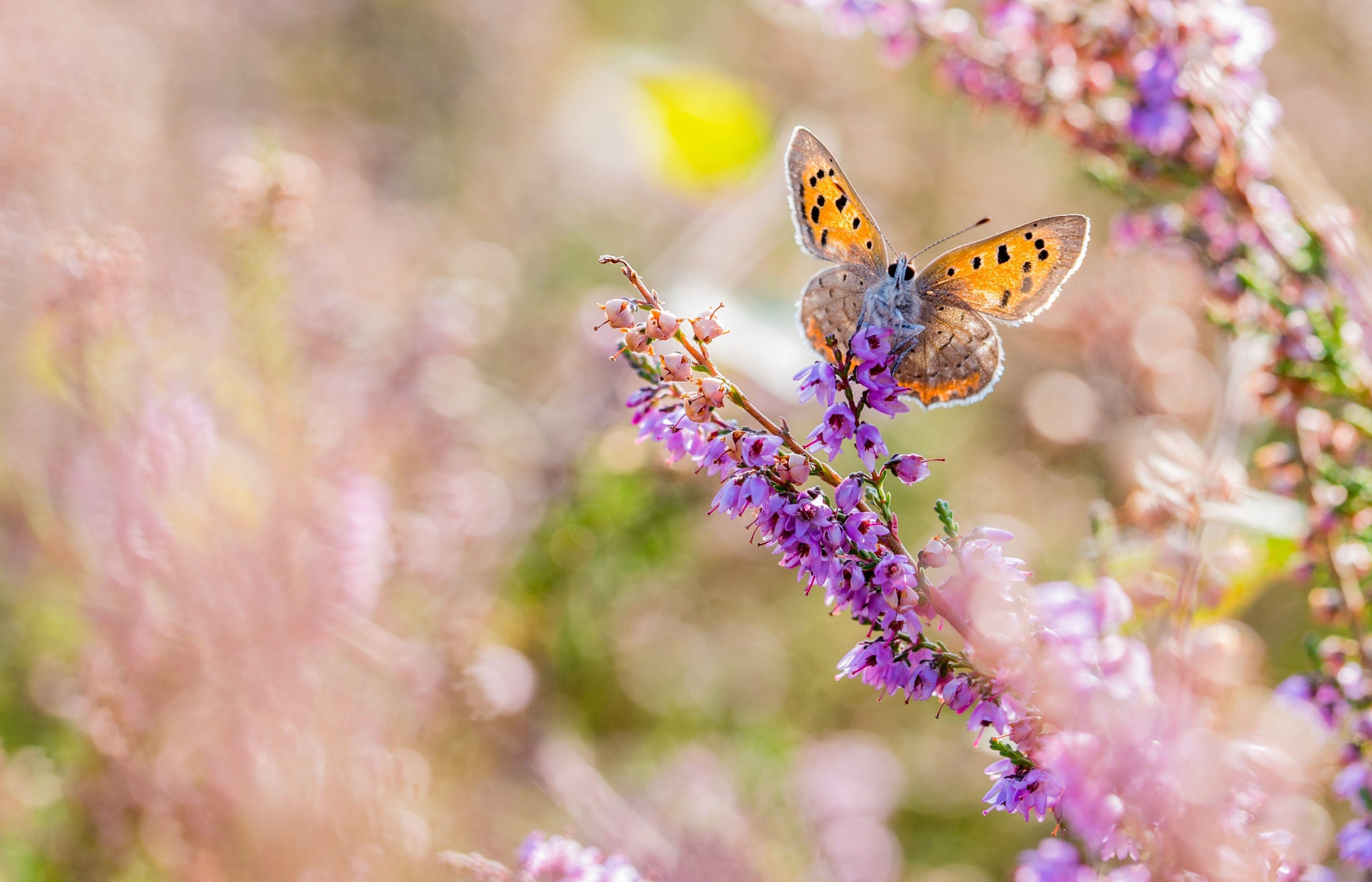3840x2470 Butterfly 4k Free Downloads HD Wallpaper Copper, HD