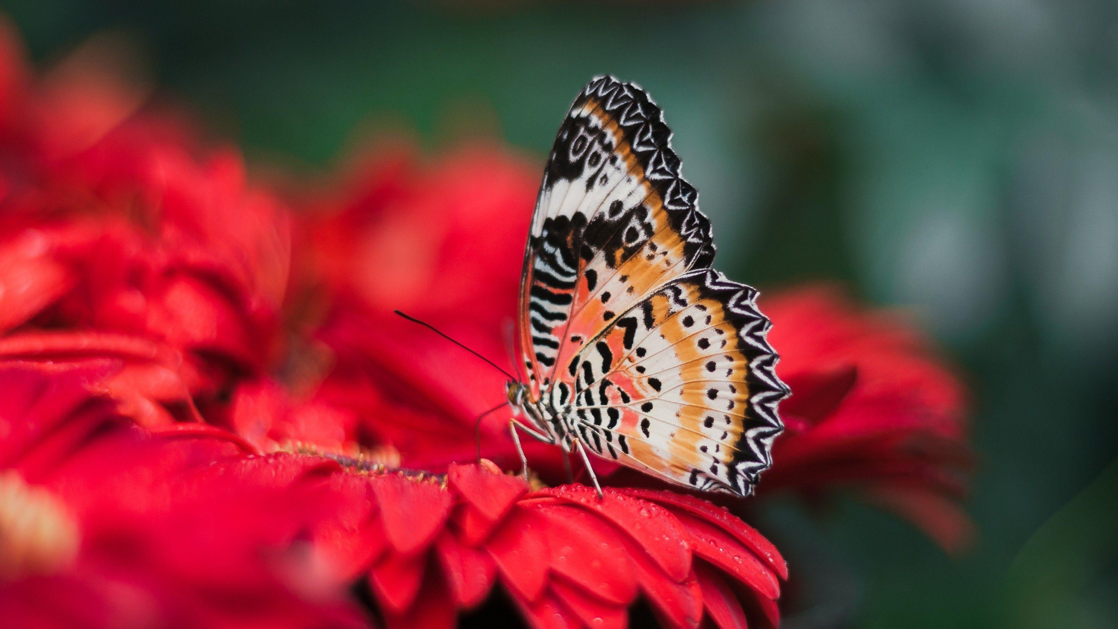 3840x2160 Colorful Butterfly on Red Flower 4K Wallpaper