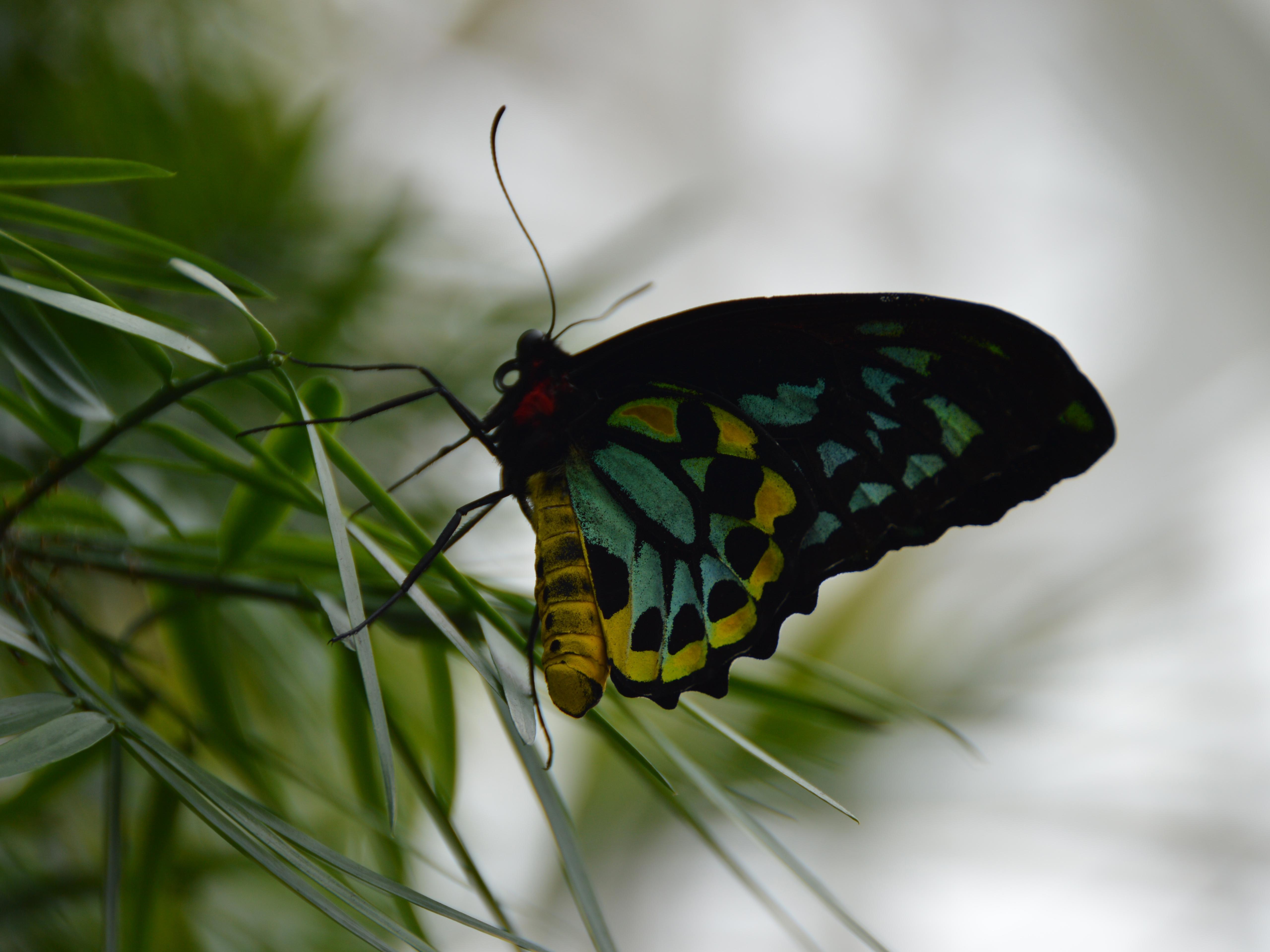 5120x3840 butterfly 4K wallpaper for your desktop or mobile screen free