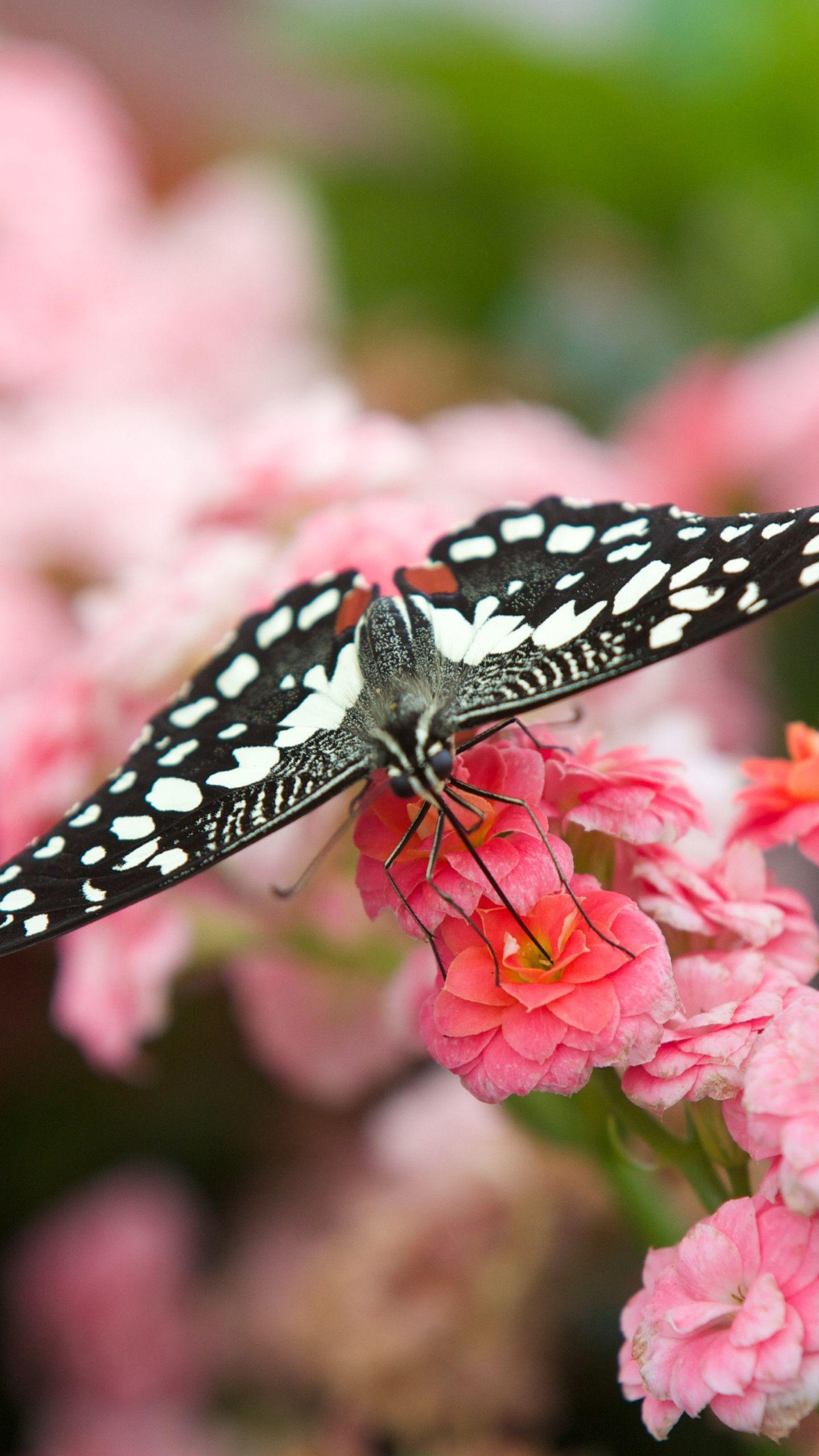 1440x2560 Black Butterfly On Pink Flowers Resolution Wallpaper & Background Download
