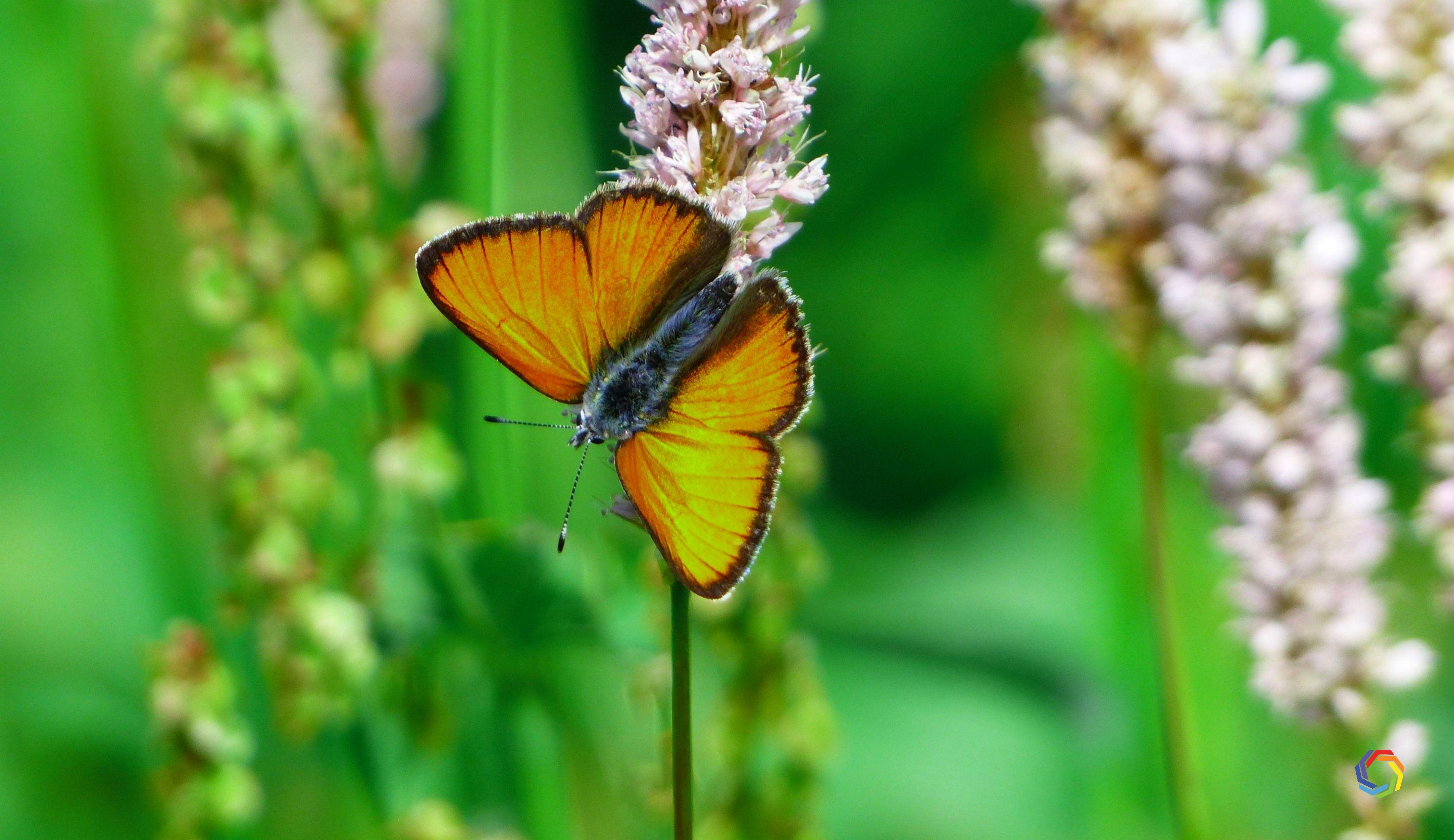 3600x2080 Download Orange HD Butterfly 4K Wallpaper Free HD Widescreen