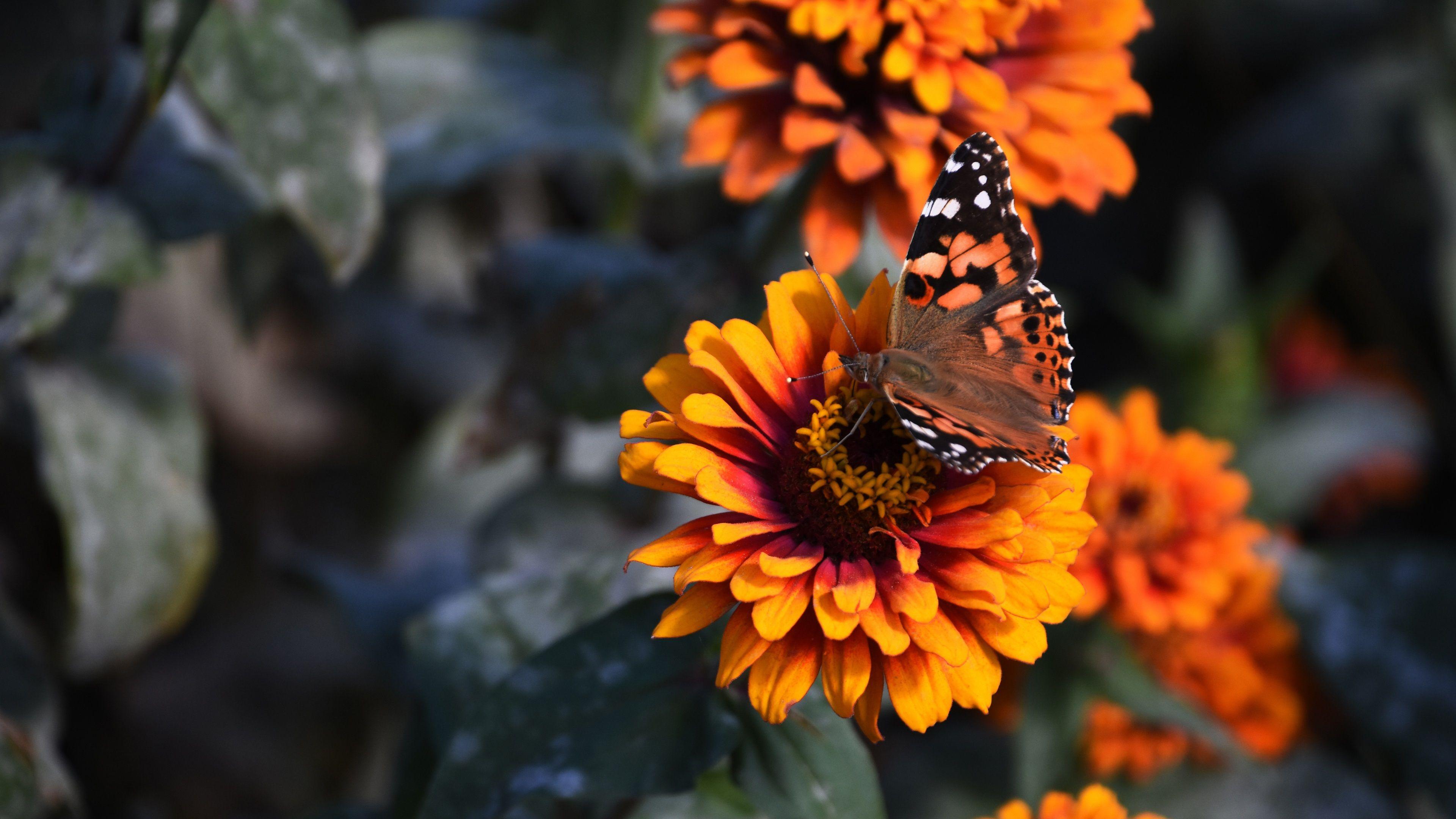 3840x2160 Wallpaper Zinnia flowers, orange petals, butterfly 3840x2160 UHD