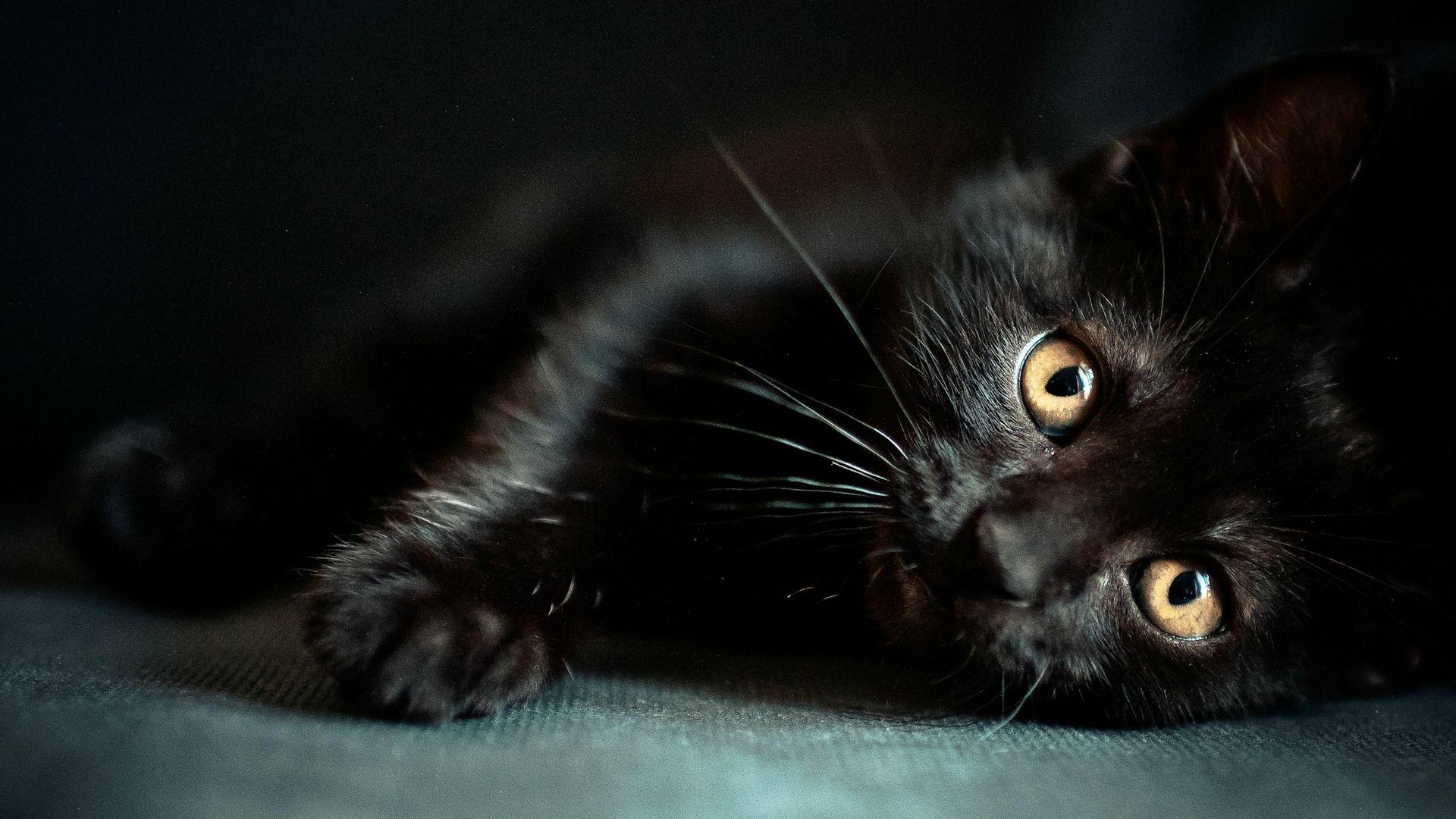 1920x1080 HD Wallpaper Of A Cute Black Kitten